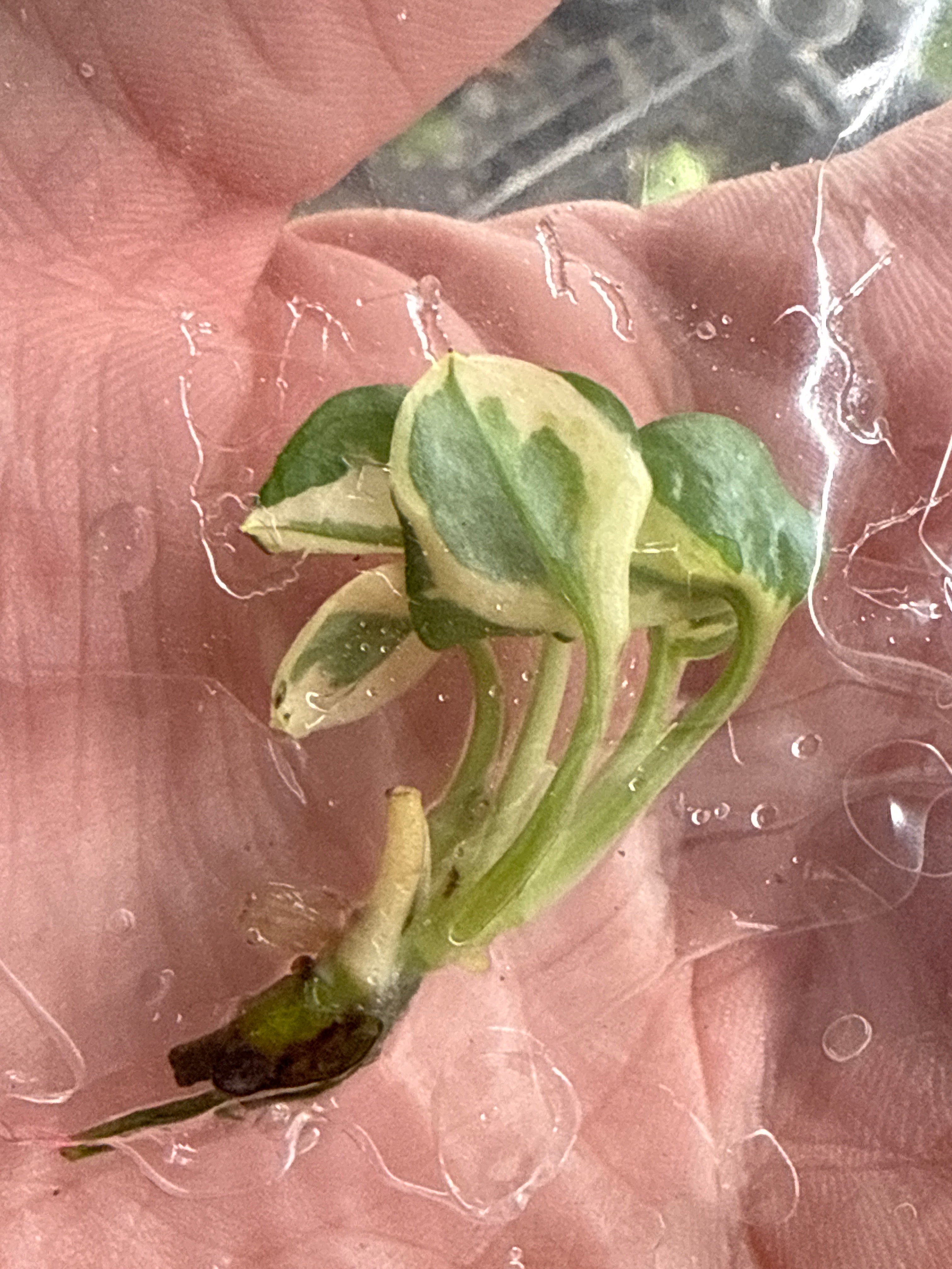 Philodendron Forrest of White - Jacksbs