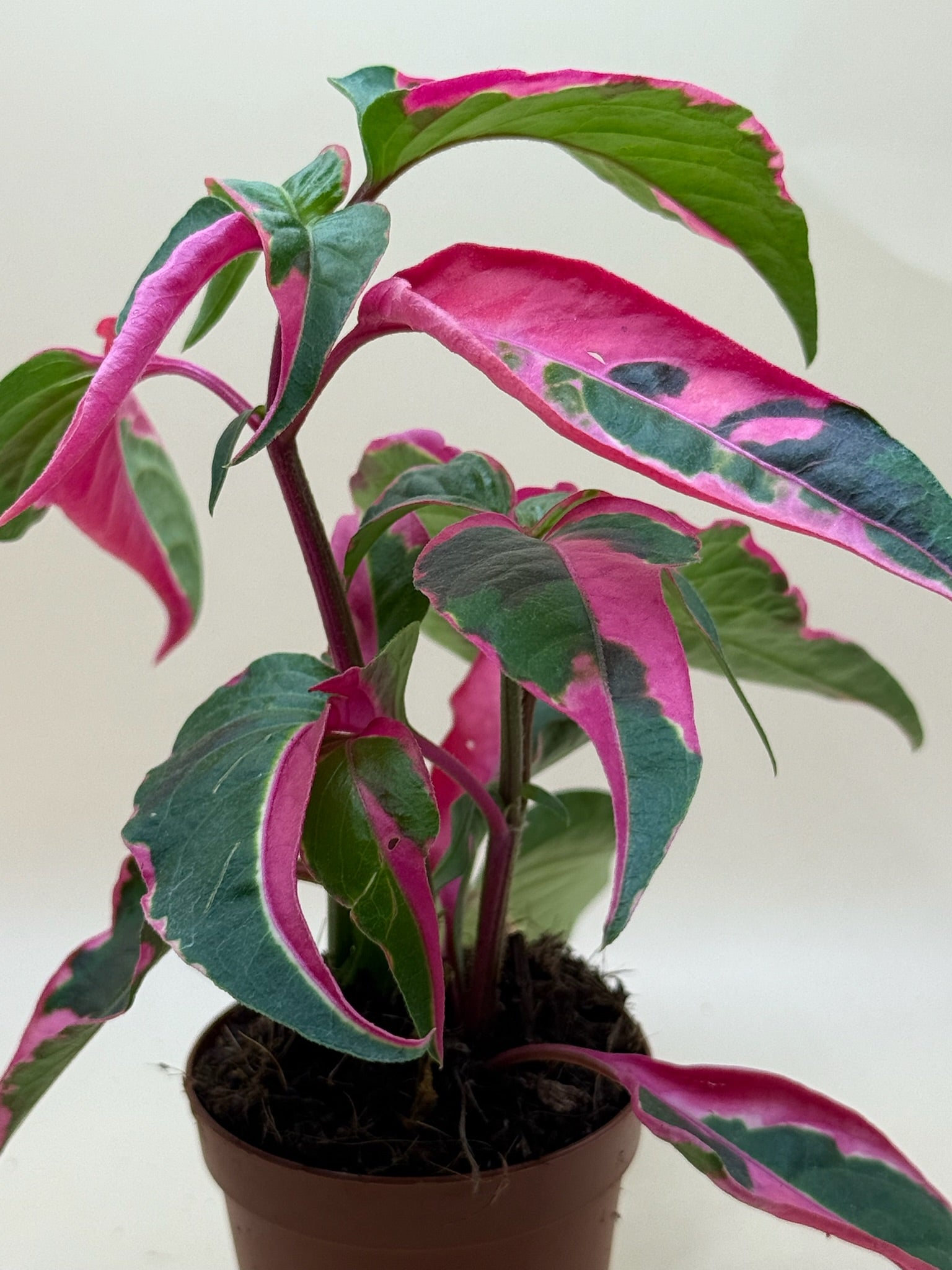 Alternanthera Party Time 2” image 0