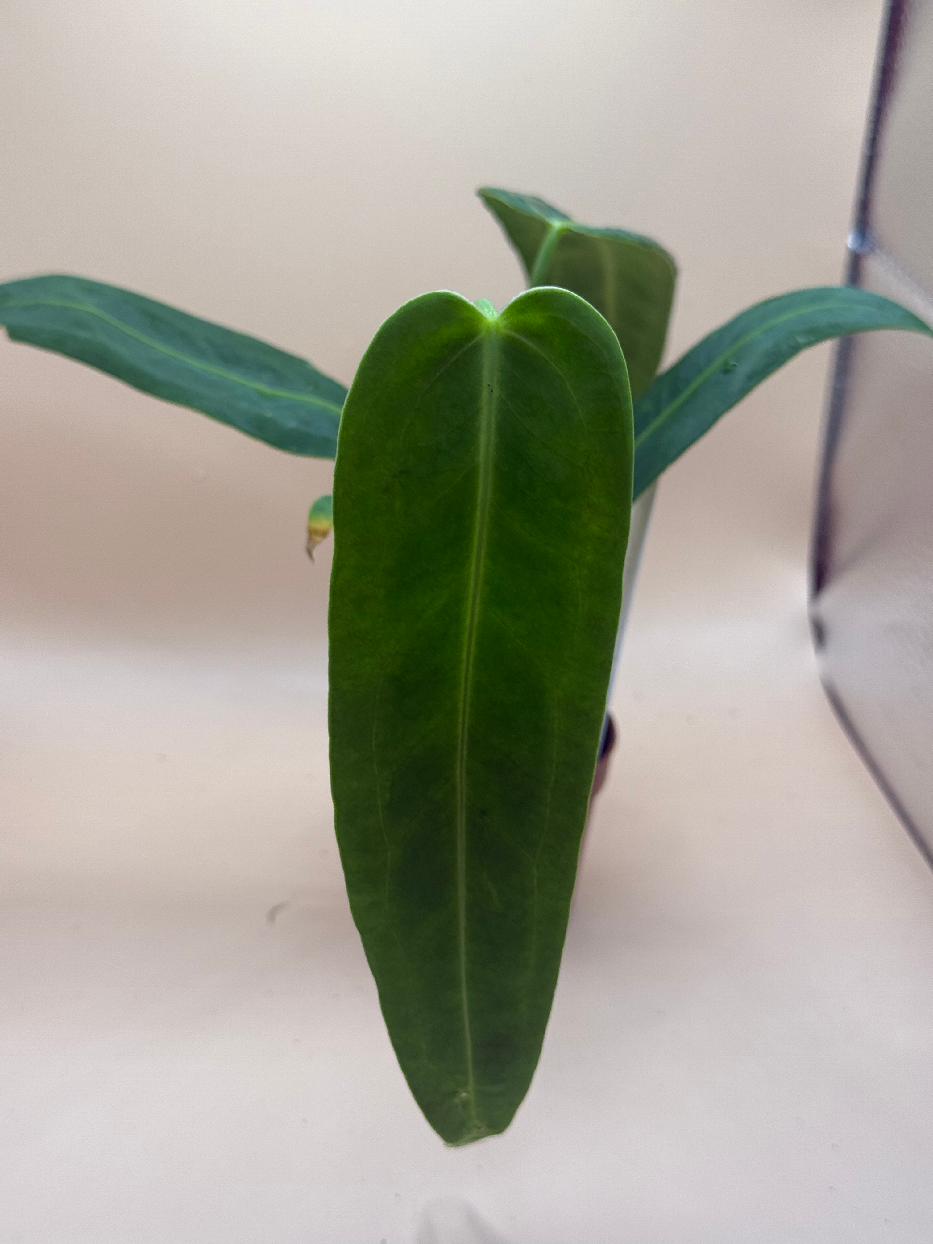 Anthurium Warocqueanum  image 2