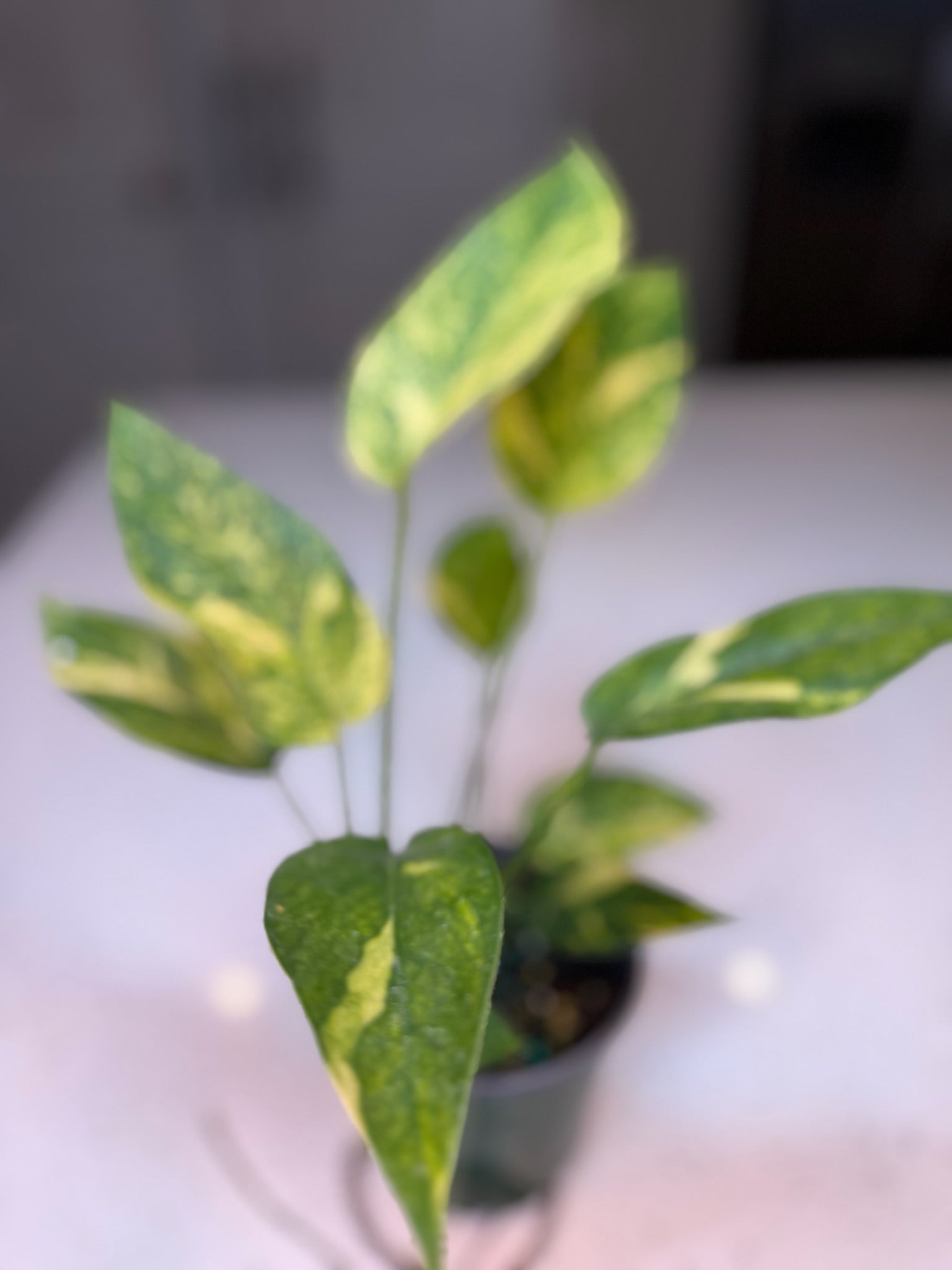 Epipremnum Yellow Flame 4” Grower’s Choice