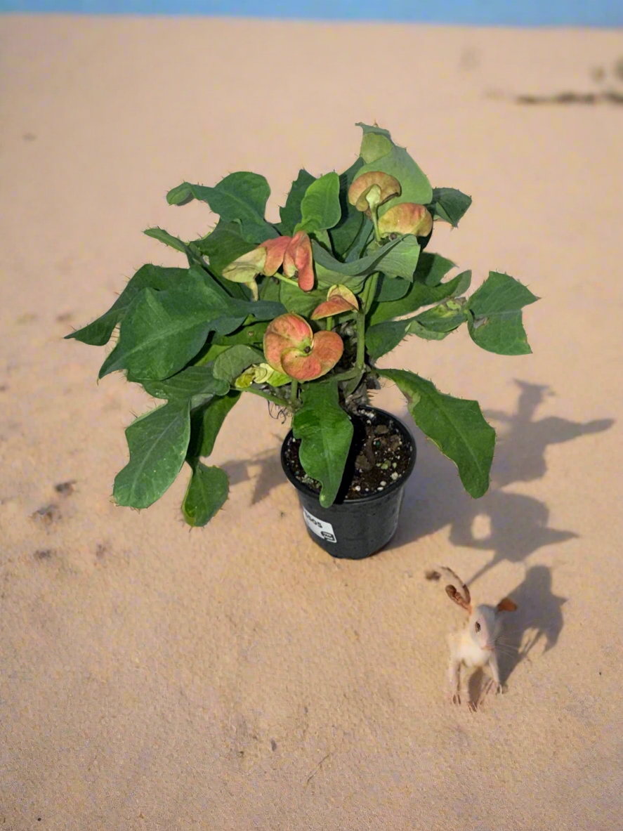 Euphorbia Milli 4” - Jacksbs