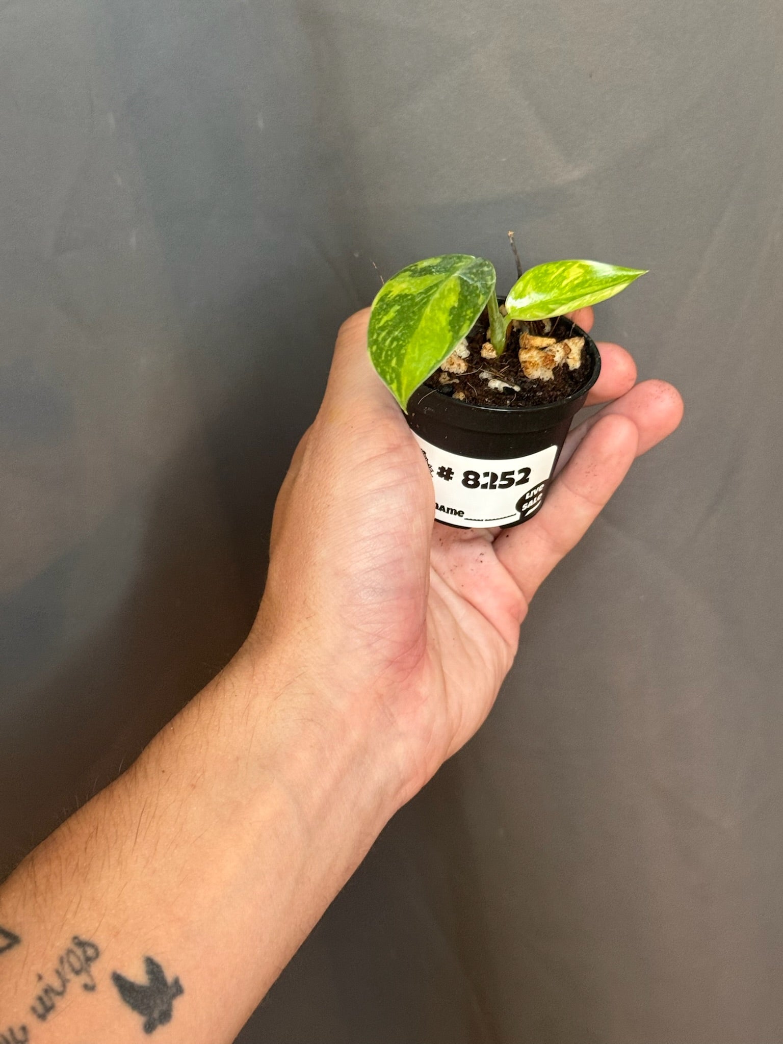 Green Congo Nuclear 2" Grower's Choice - Jacksbs