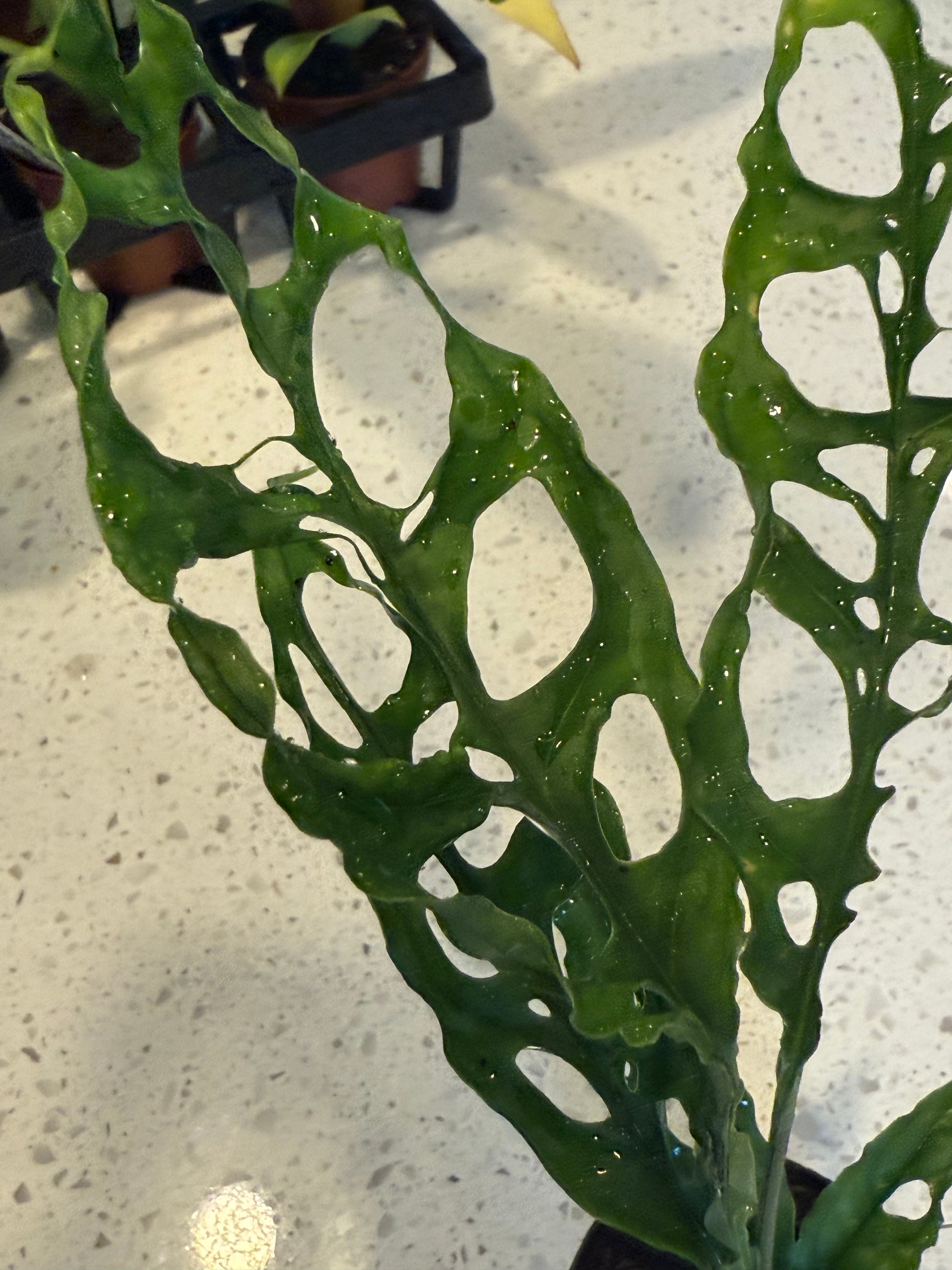Monstera Obliqua 2" image 1