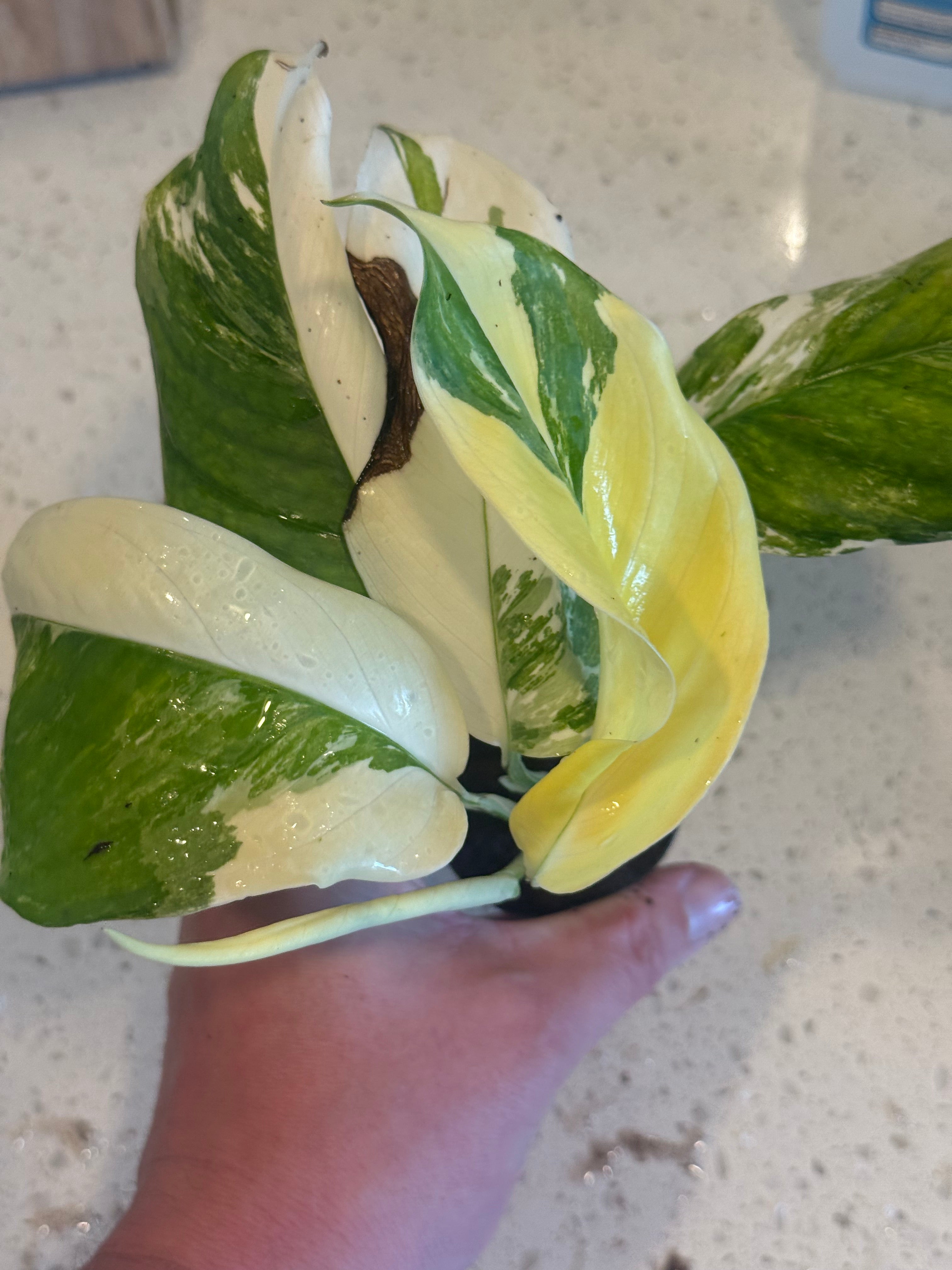 Monstera Lechleriana Variegated 2" image 0