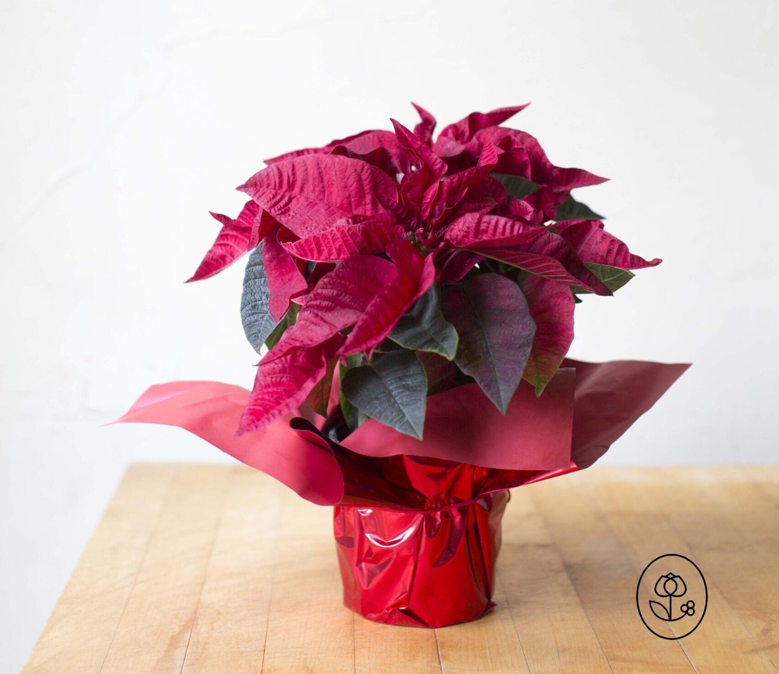 Poinsettia Red 6.5" - Ships 12/3 - Jacksbs