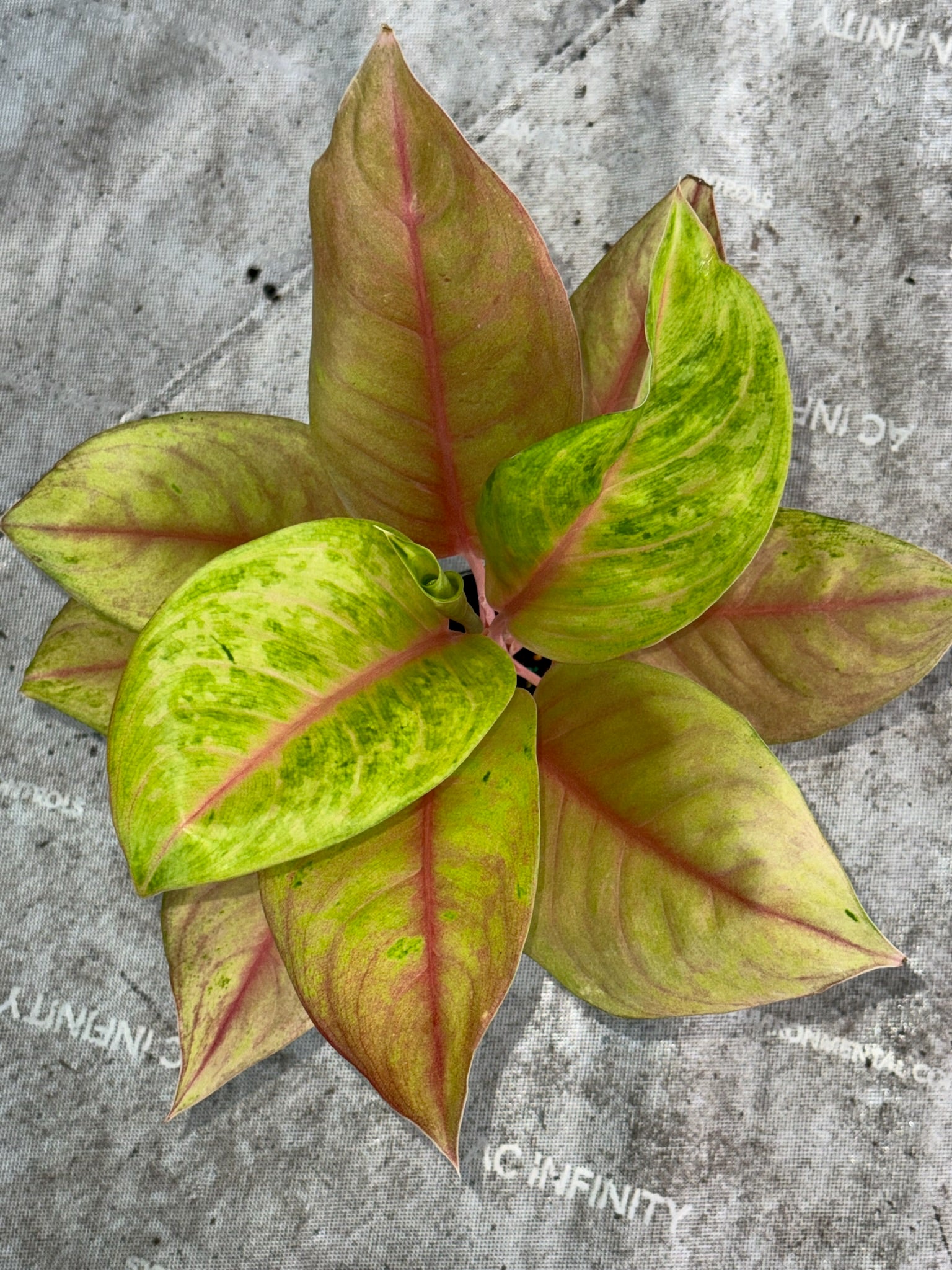 4" Aglaonema Sky Velvet Mutation Exact Plant