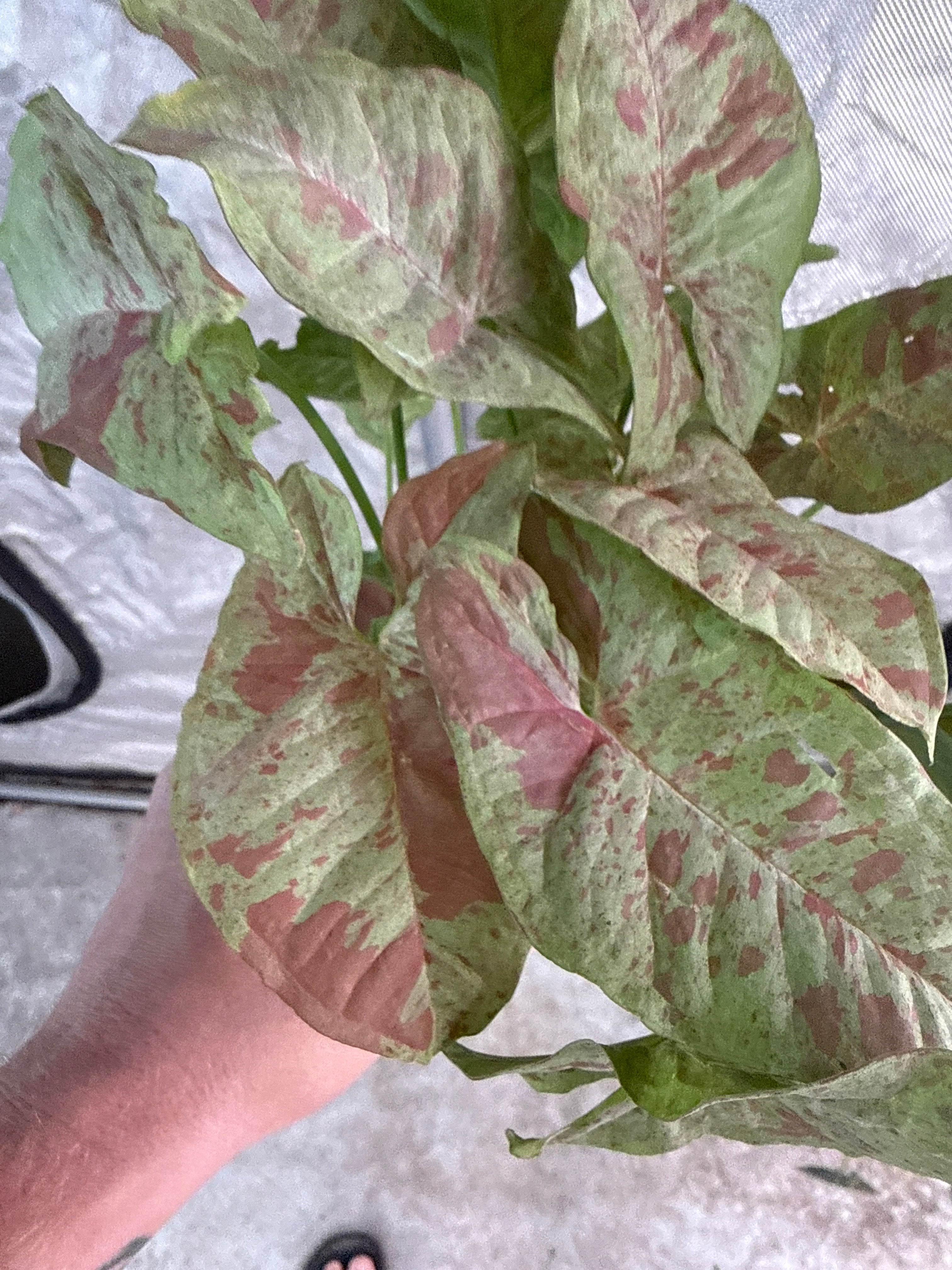 Syngonium Milk Confetti 4” growers choice