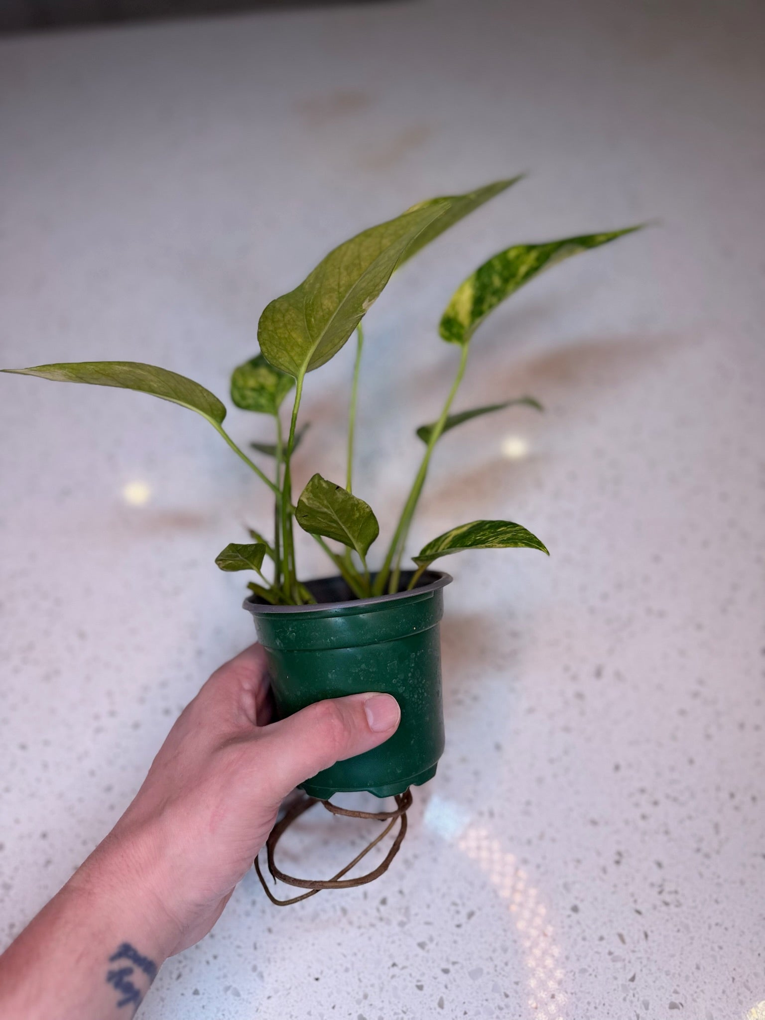 Epipremnum Yellow Flame 4” Grower’s Choice
