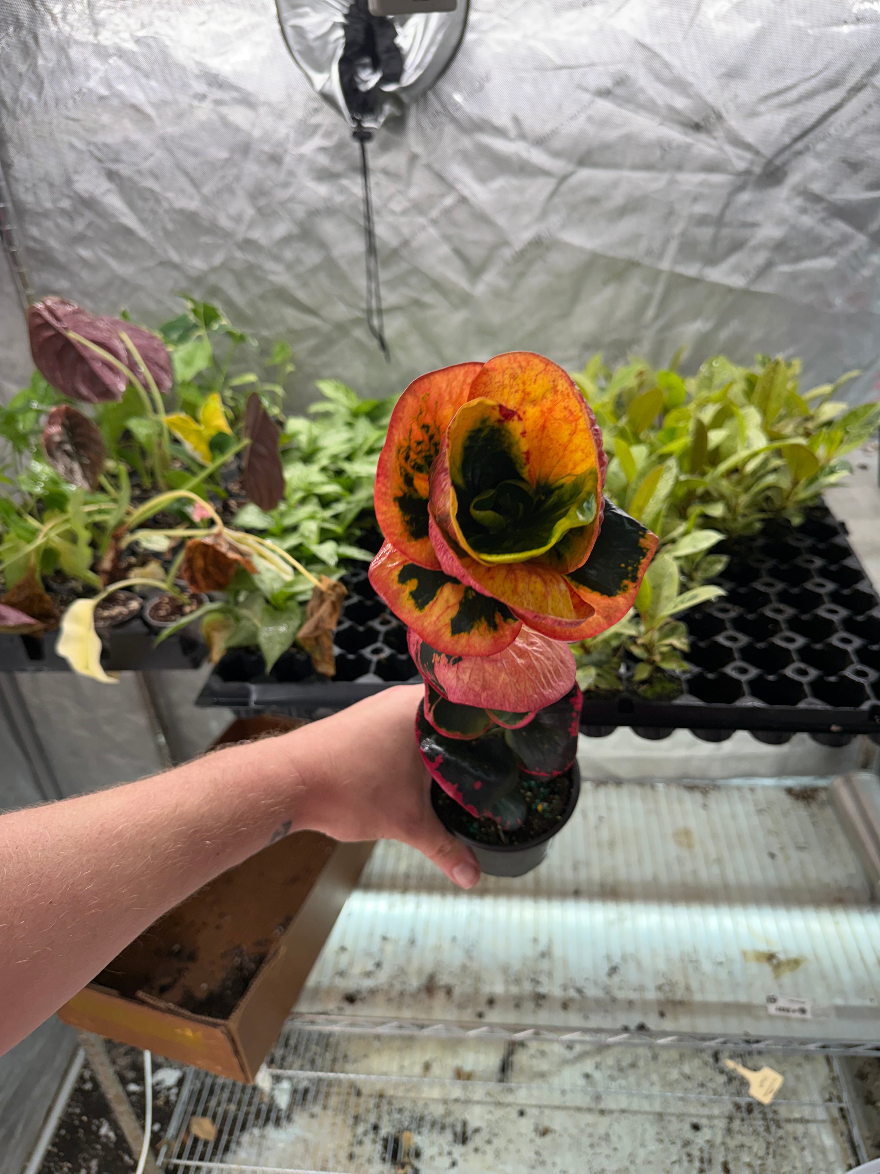 Croton Rose 4" Growers Choice