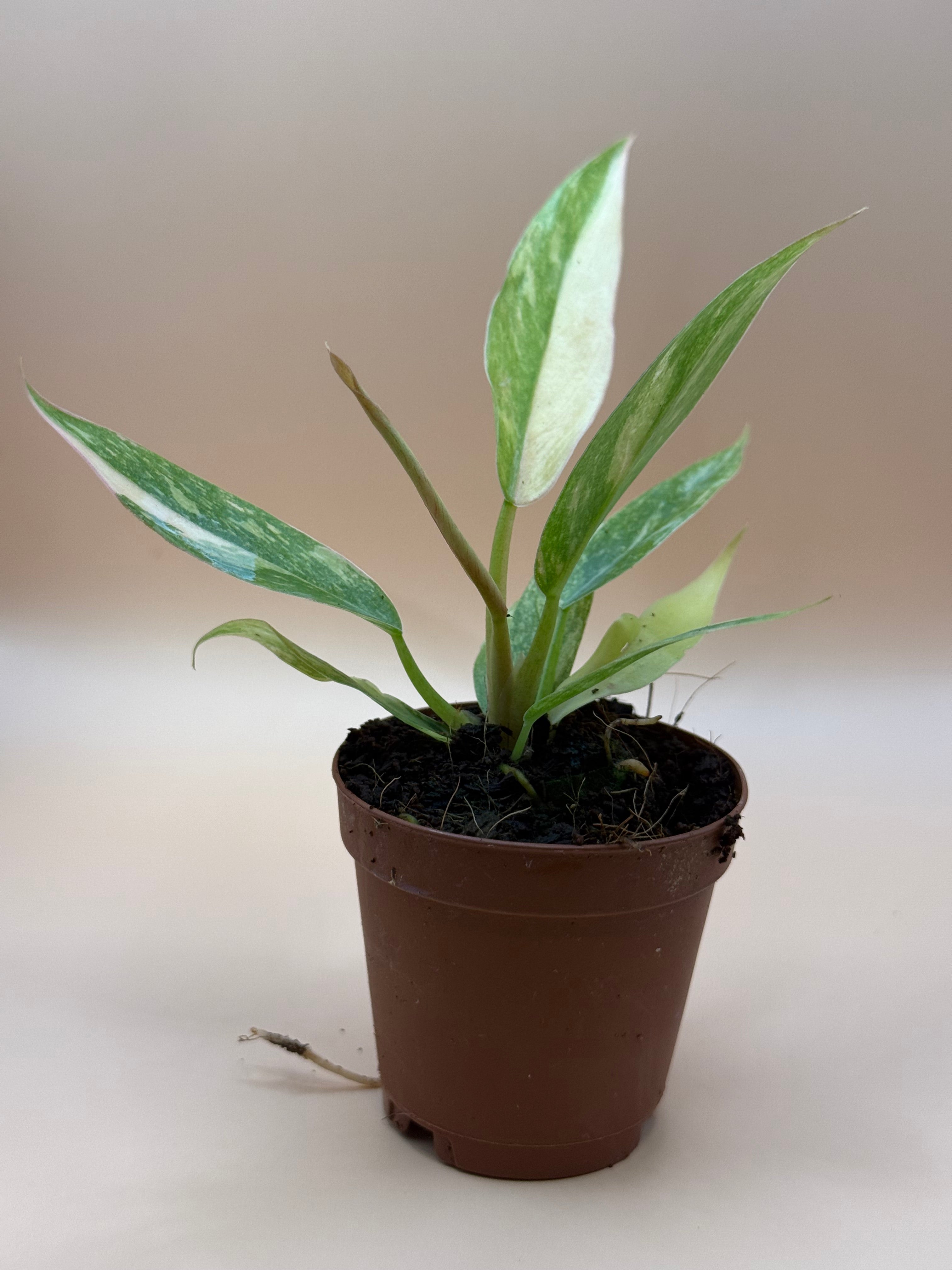 Philodendron Ring of Fire 2" image 0