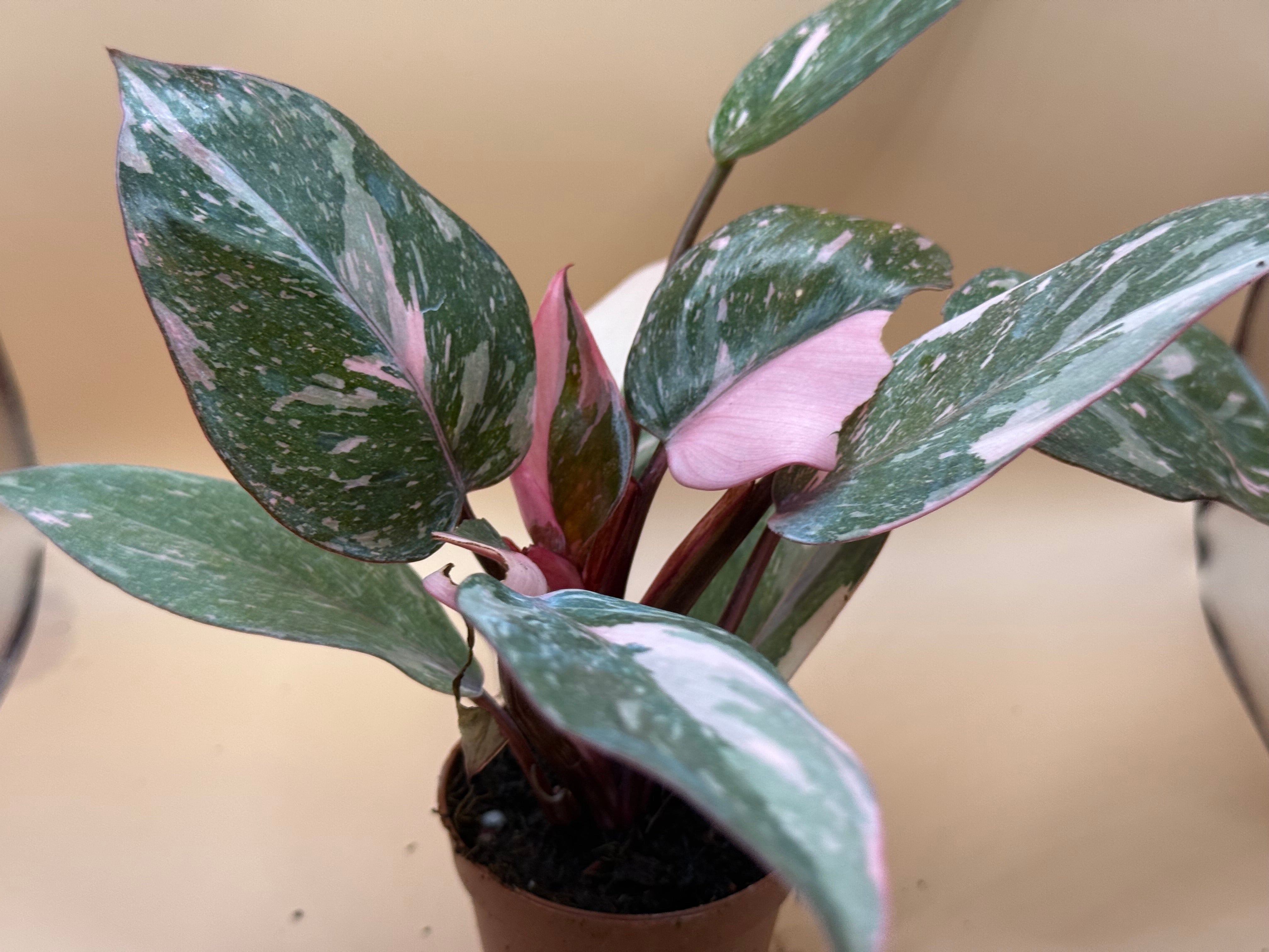 Philodendron Pink Naomi 2" image 0