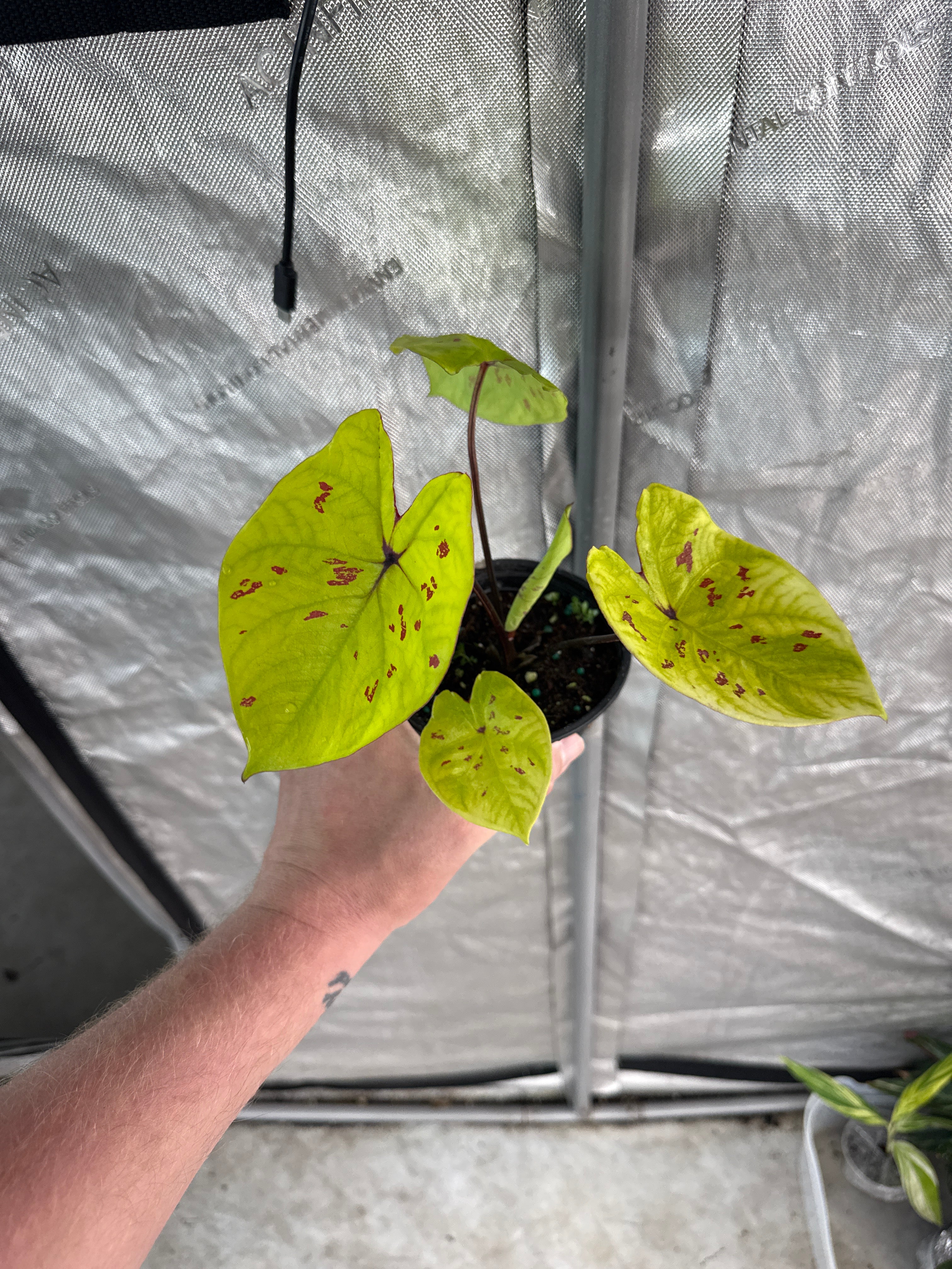 4” caladium yellow leopard Growers Choice - Jacksbs