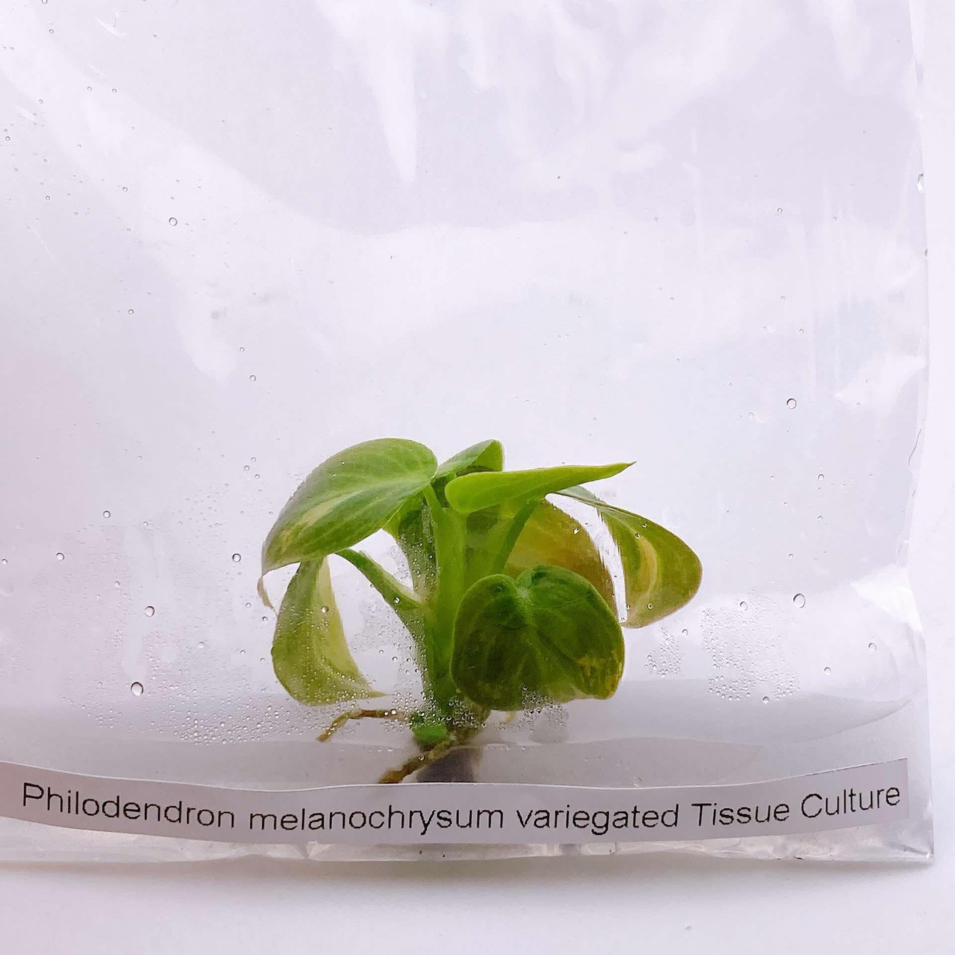 Philodendron Pink Melanochrysum TC image 2