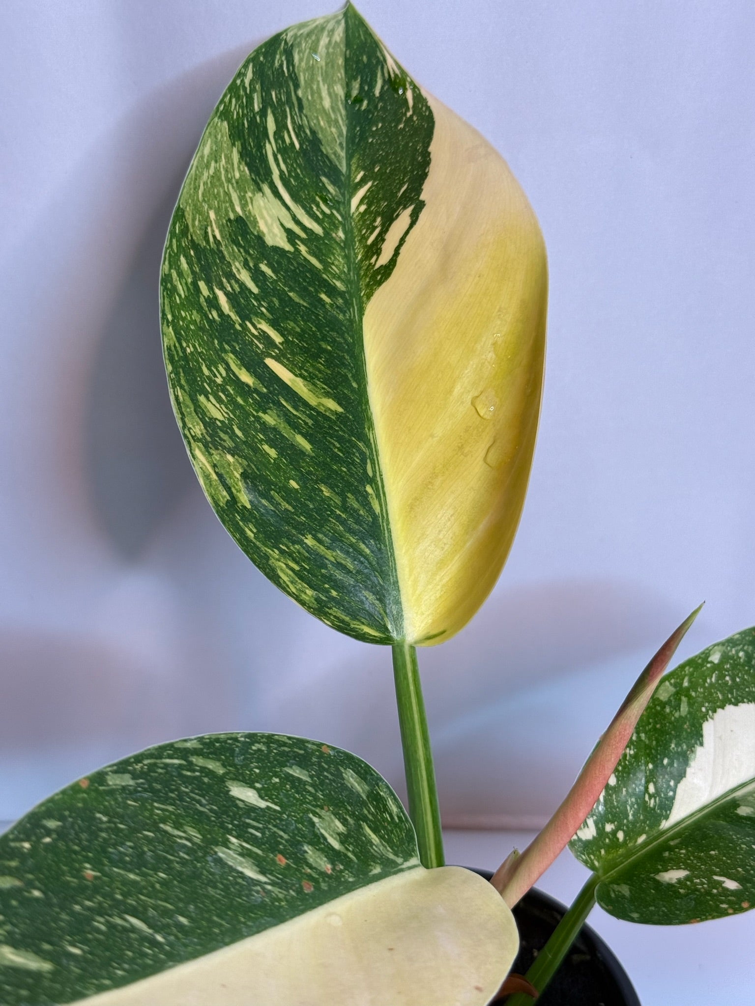 Philodendron Congo Nuclear 4” Grower’s Choice
