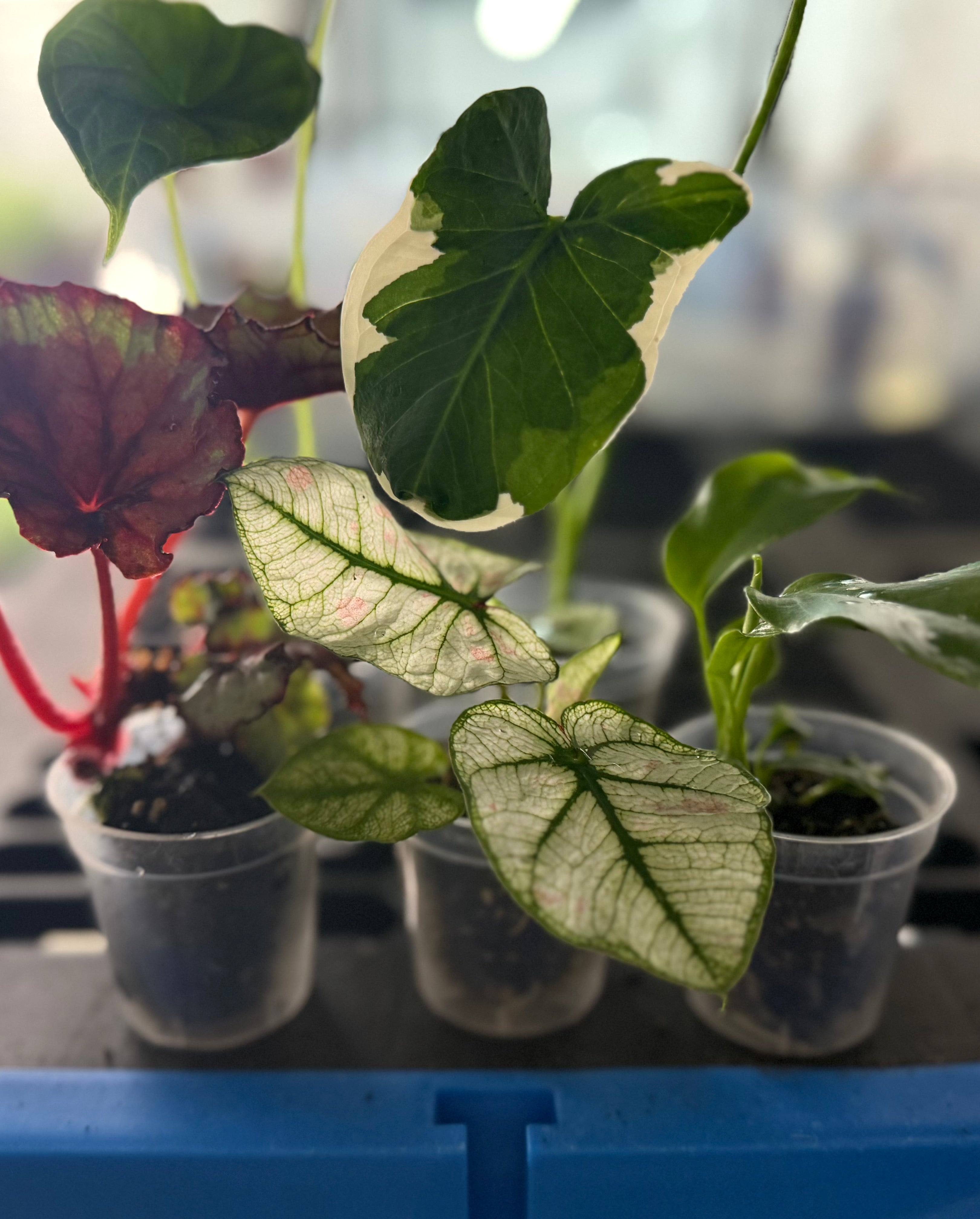 Monthly Plant Box 3 Plants image 0