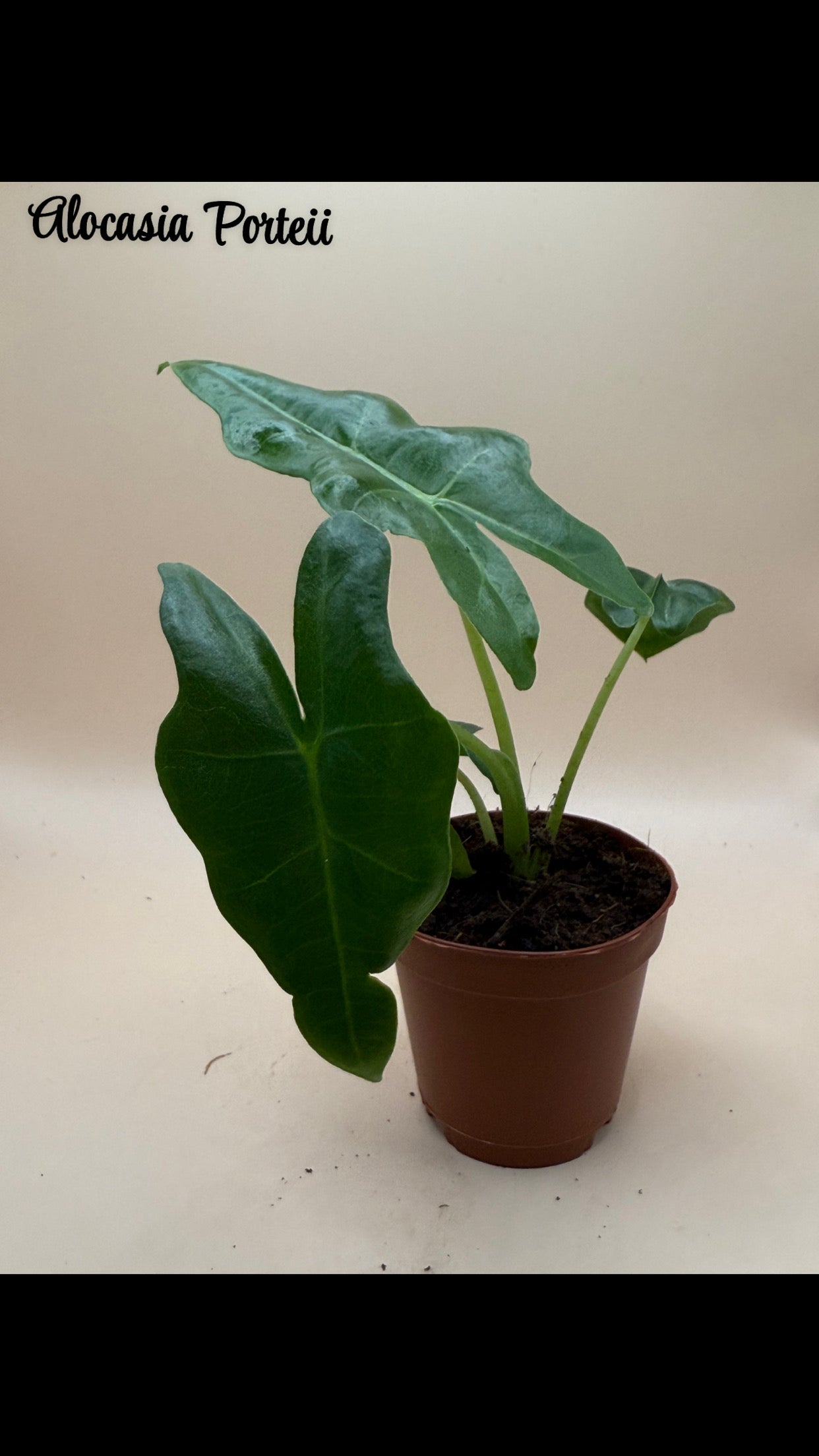 Alocasia Portei 2" image 0