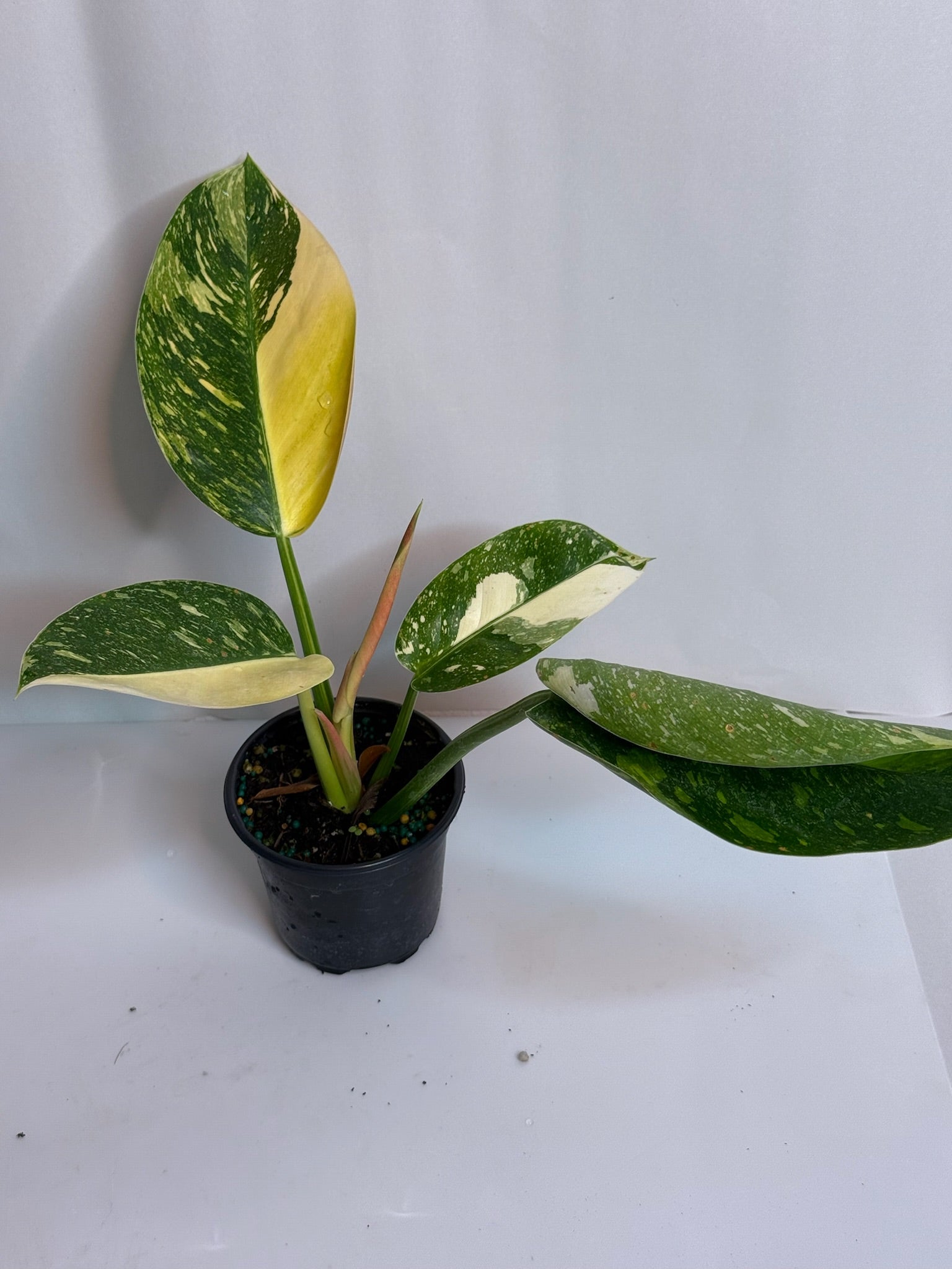 Philodendron Congo Nuclear 4” Grower’s Choice