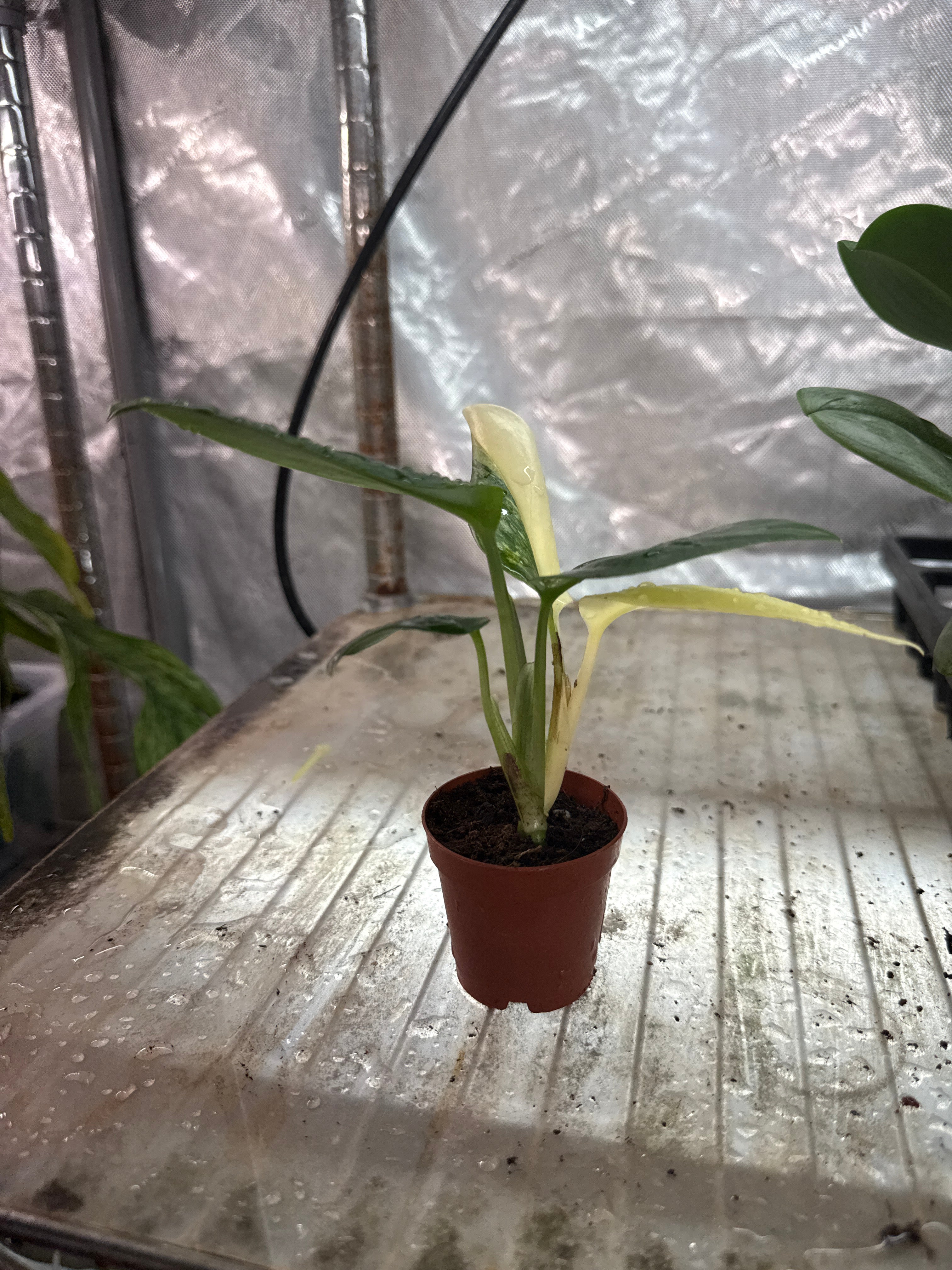 Monstera Standleyana Albo Variegated 2”
