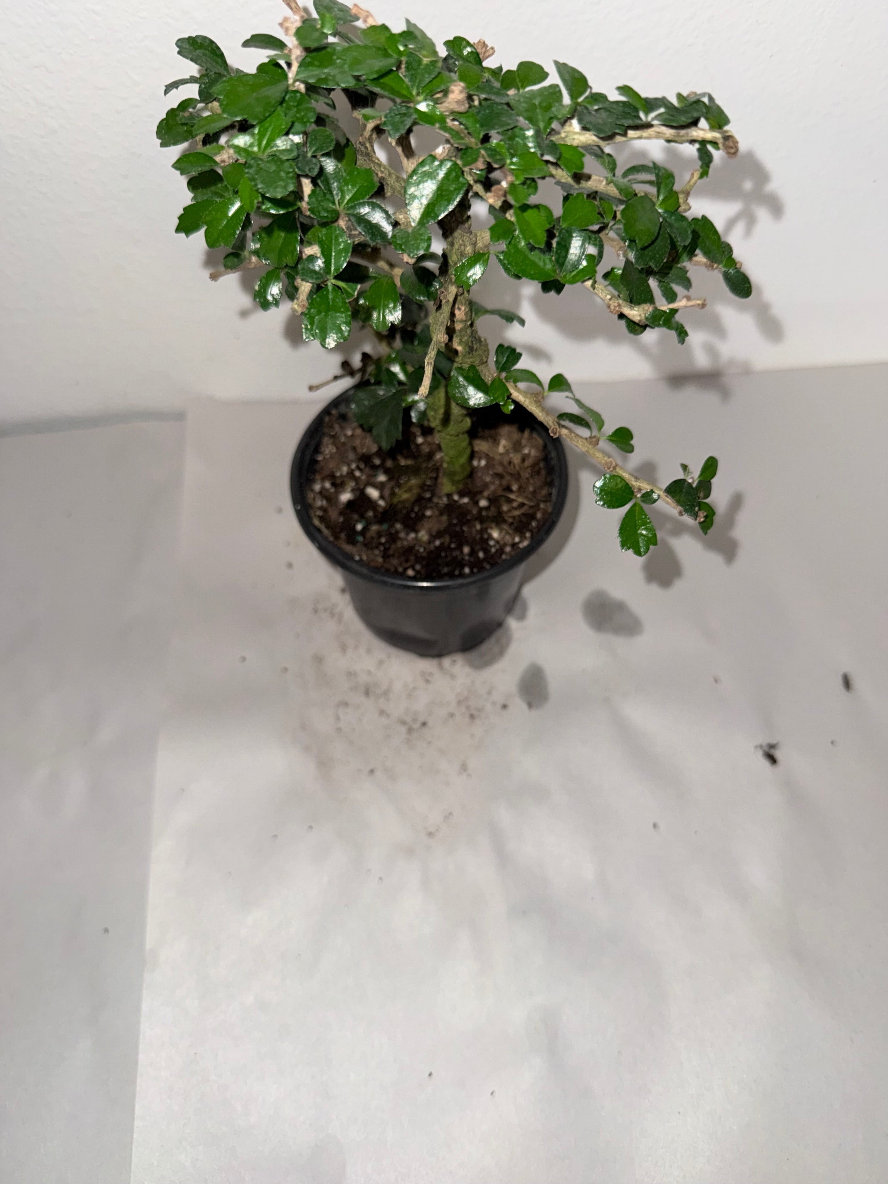Fuken Tea Tree 4” - Jacksbs