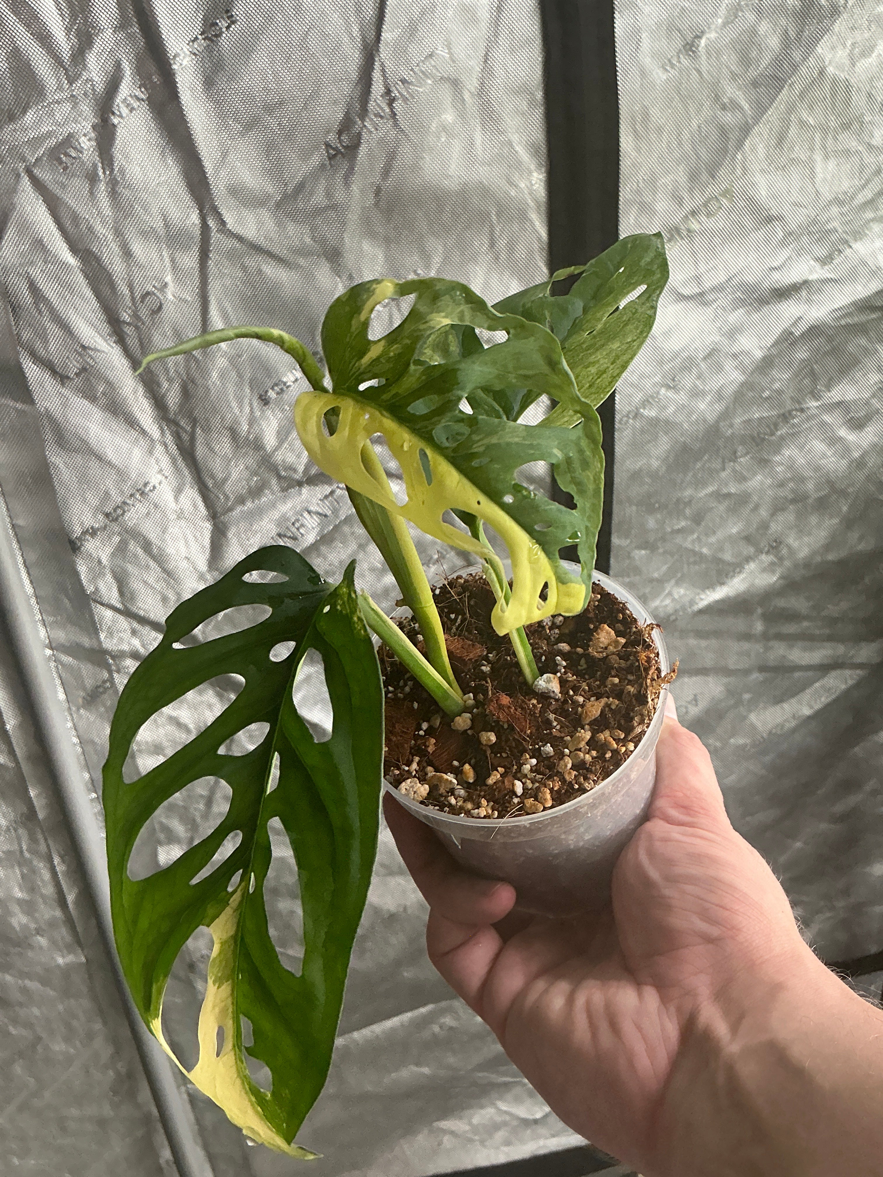 Monstera Adansonii Albo 4" Gower's Choice