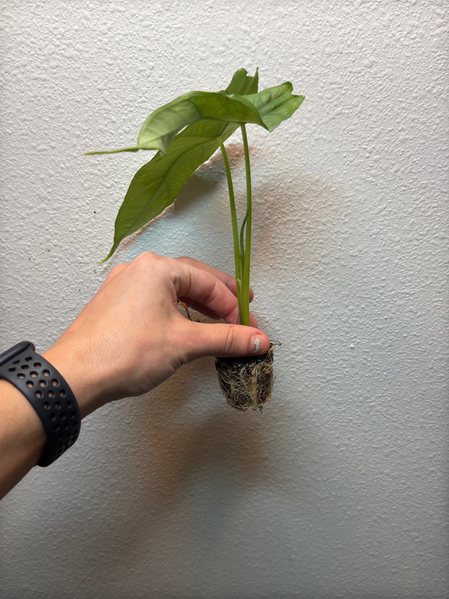 Plug pack 4 plants random image 6