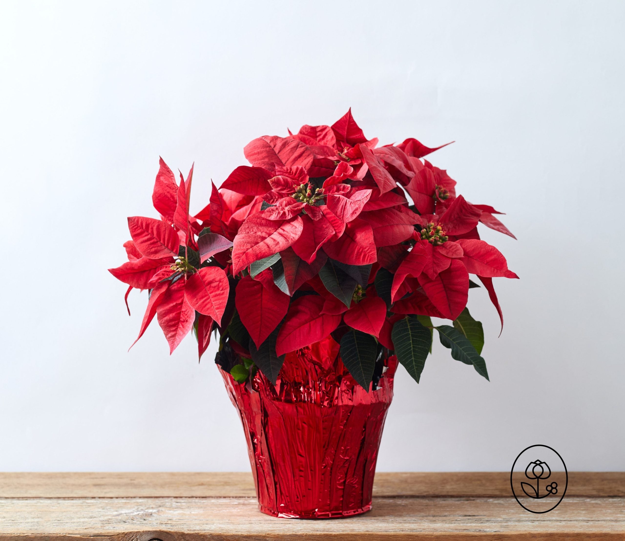 Poinsettia Red 6.5" - Ships 12/3 - Jacksbs