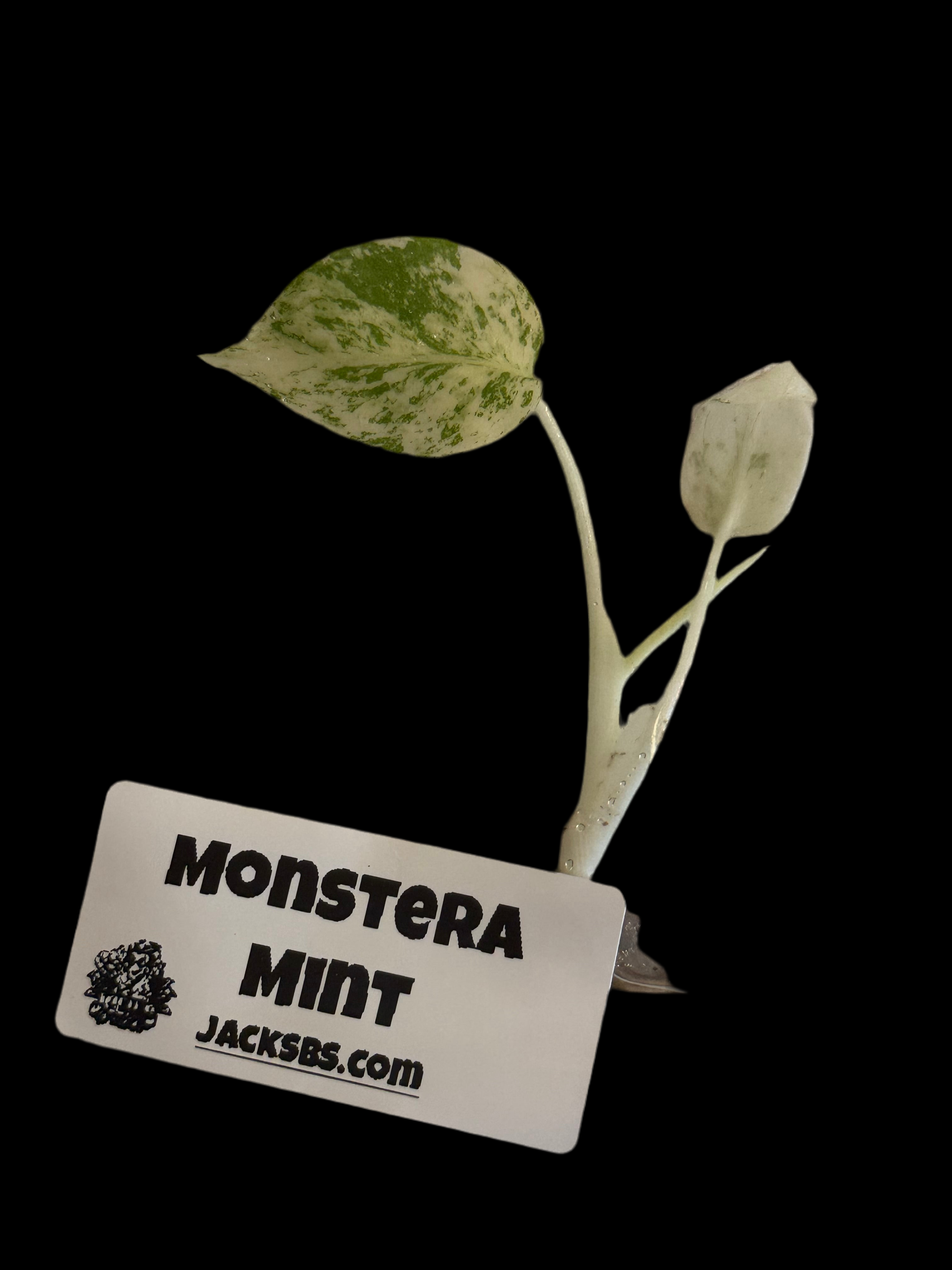 Monstera Mint TC- growers choice