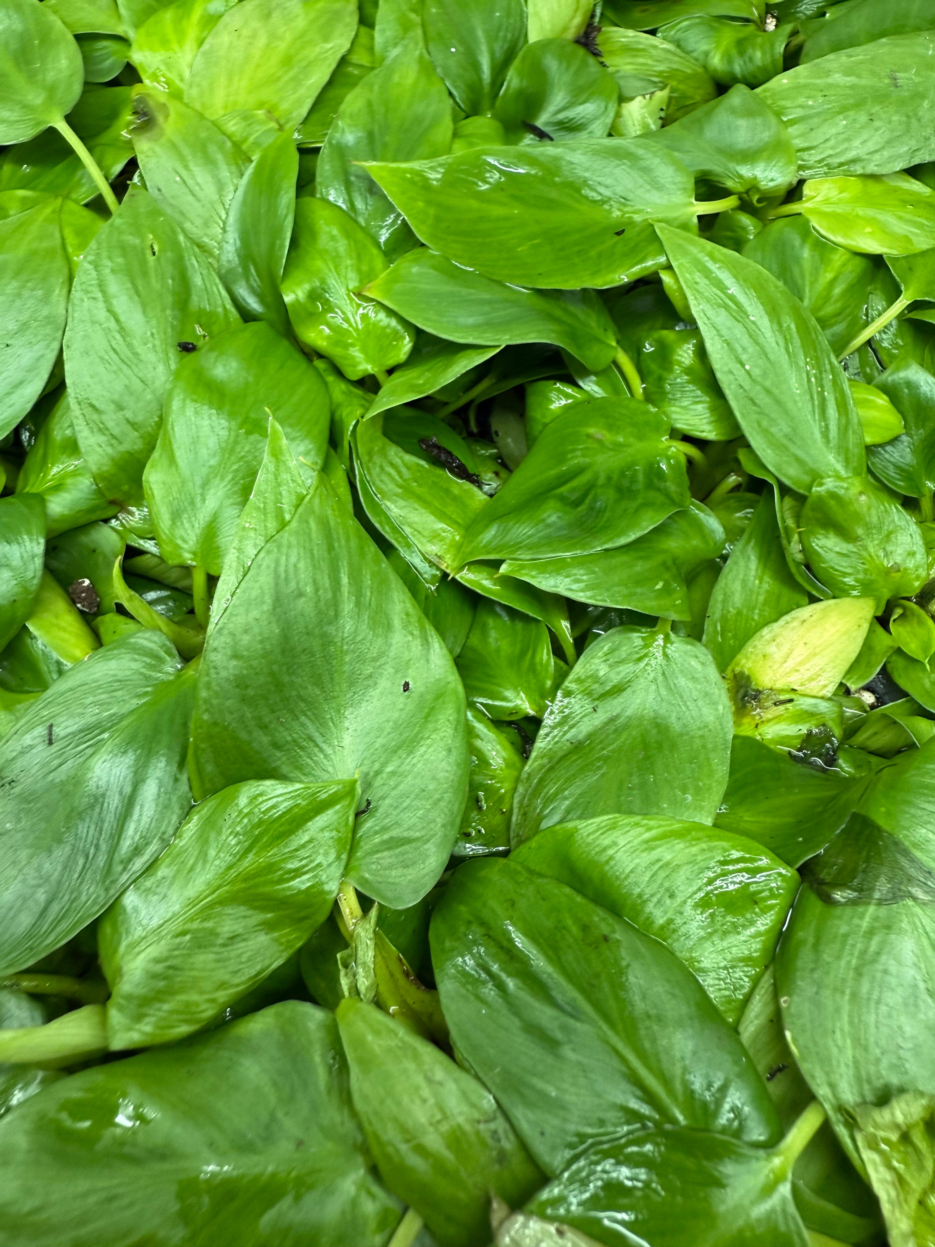 Monthly Plant Box 3 Plants image 10