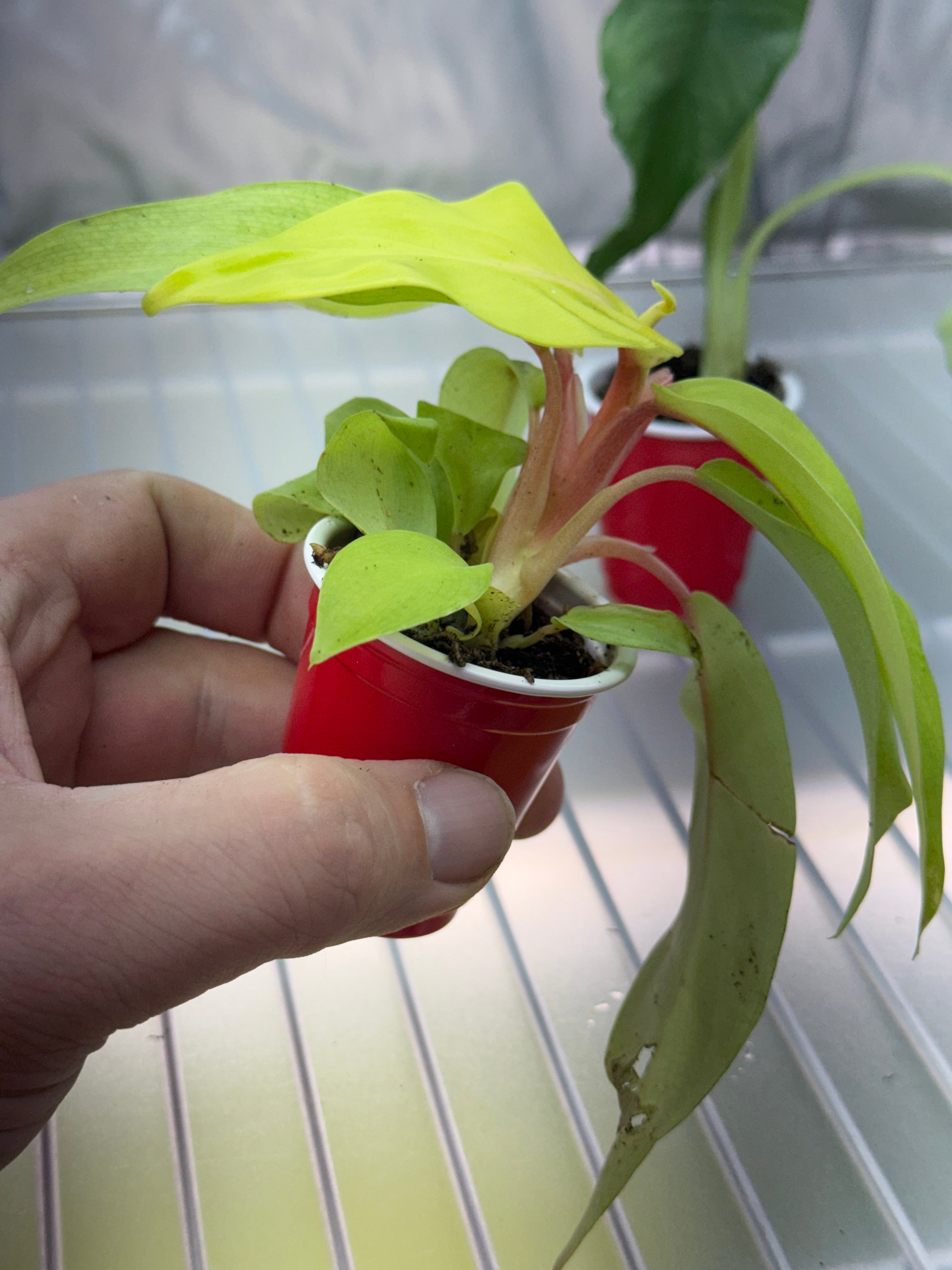 Philodendron Sellam Gold Plug image 1