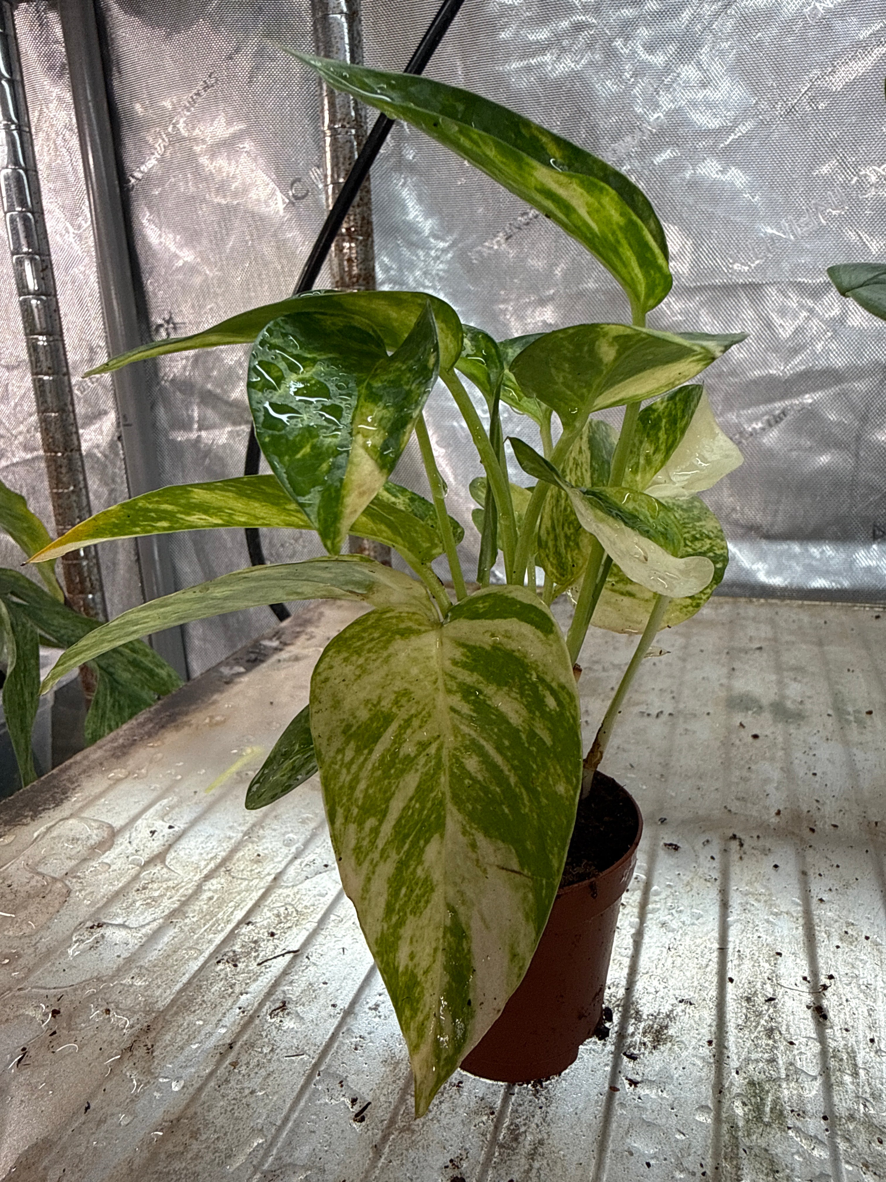 Epipremnum Golden Flame 2”