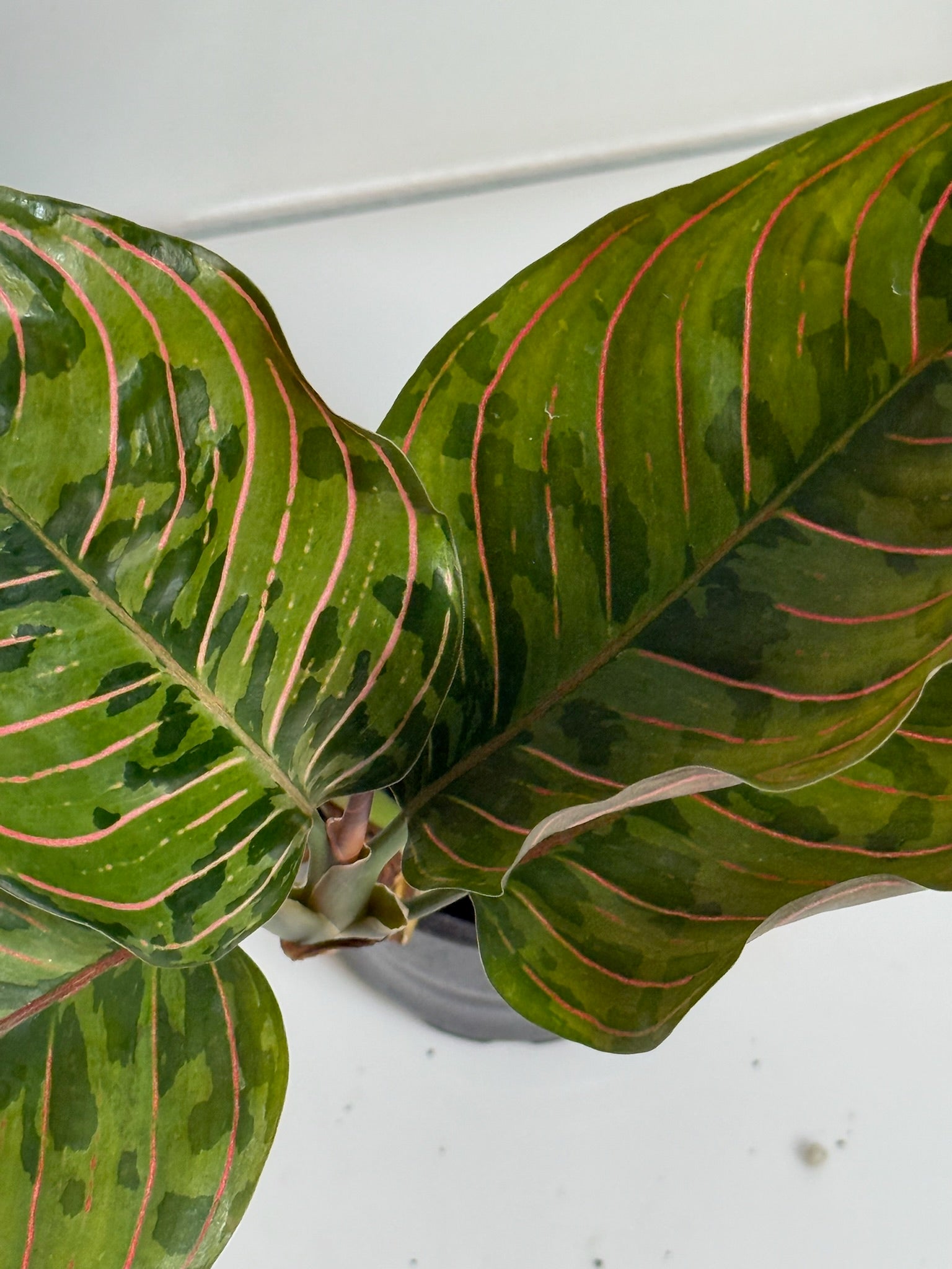Aglaonema Red Army 4” Grower’s Choice