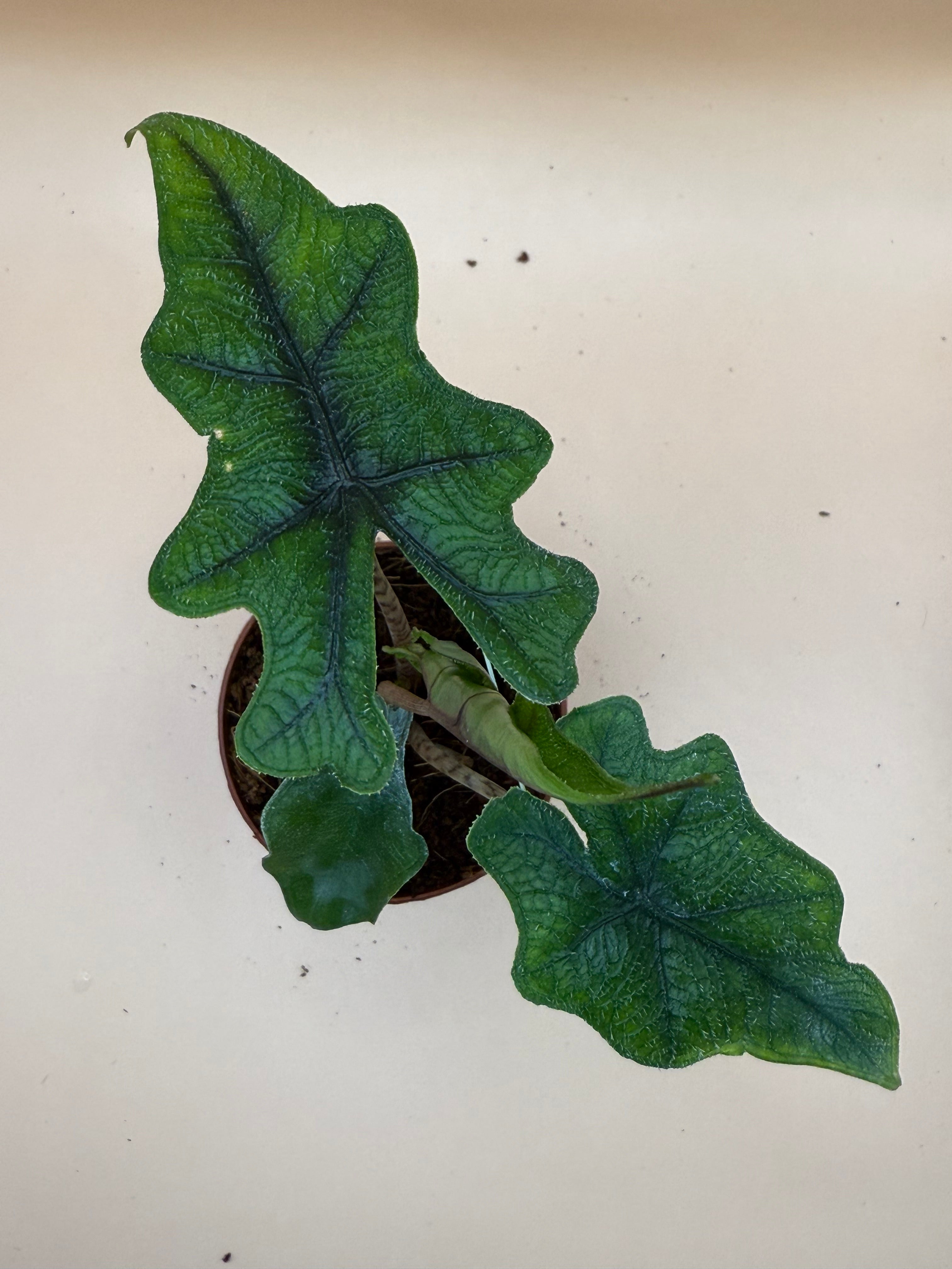 Alocasia Jacklyn 2" image 1