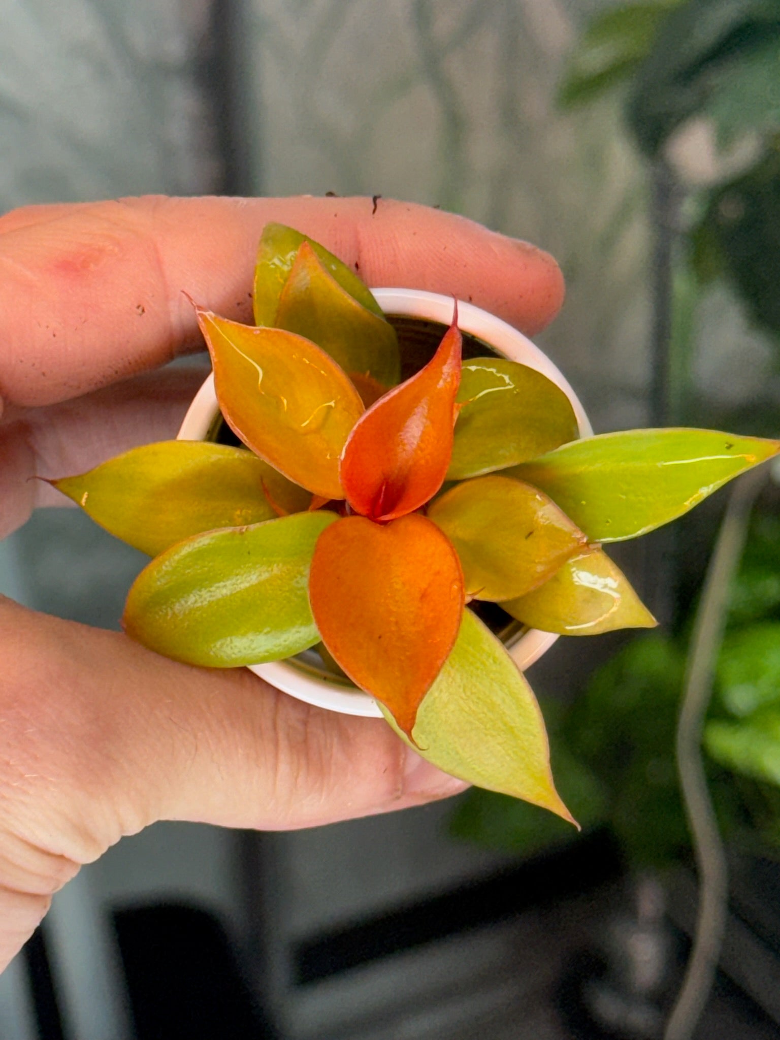 Monthly Plant Box 3 Plants image 7