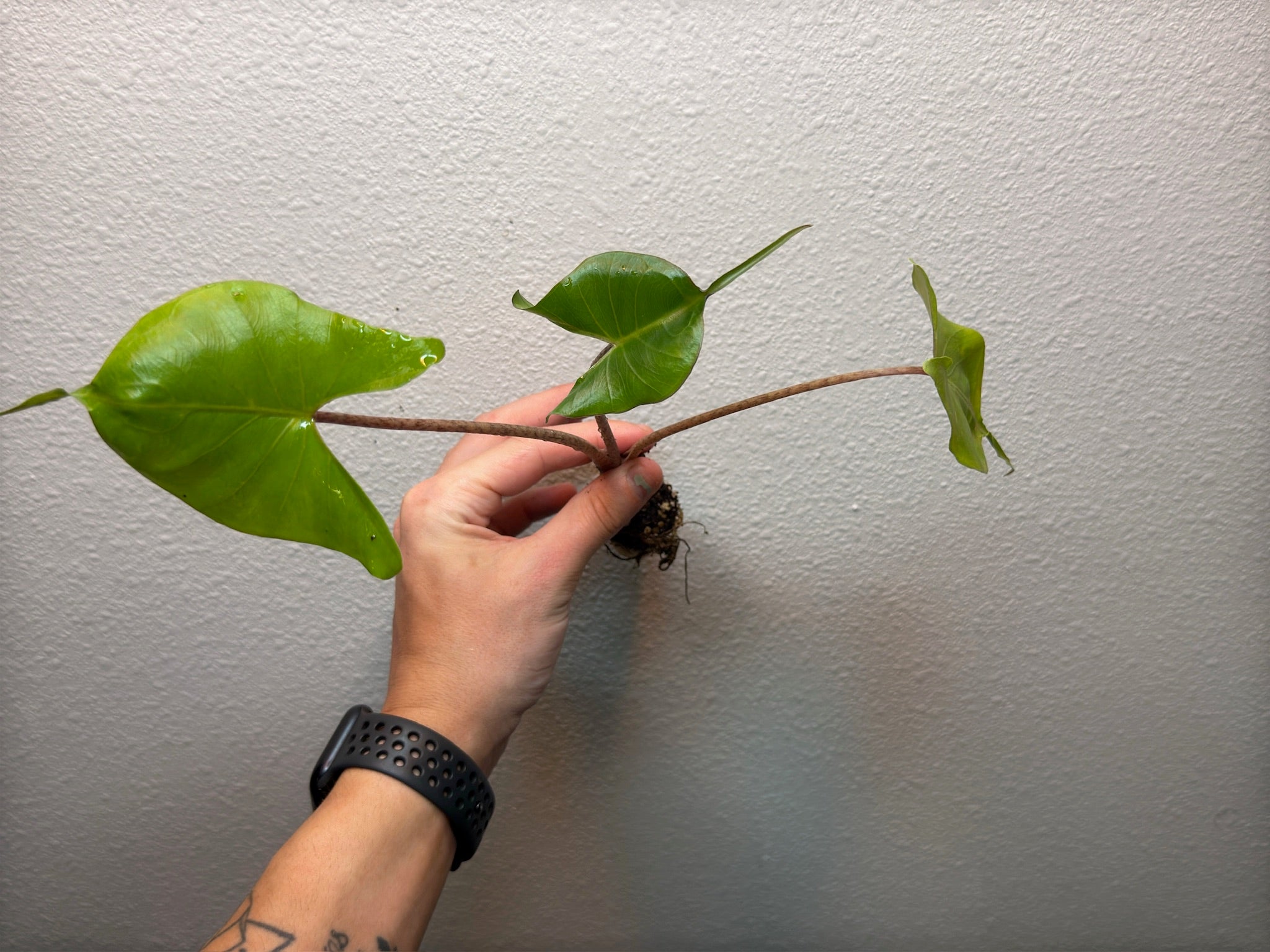 Plug pack 4 plants random image 2