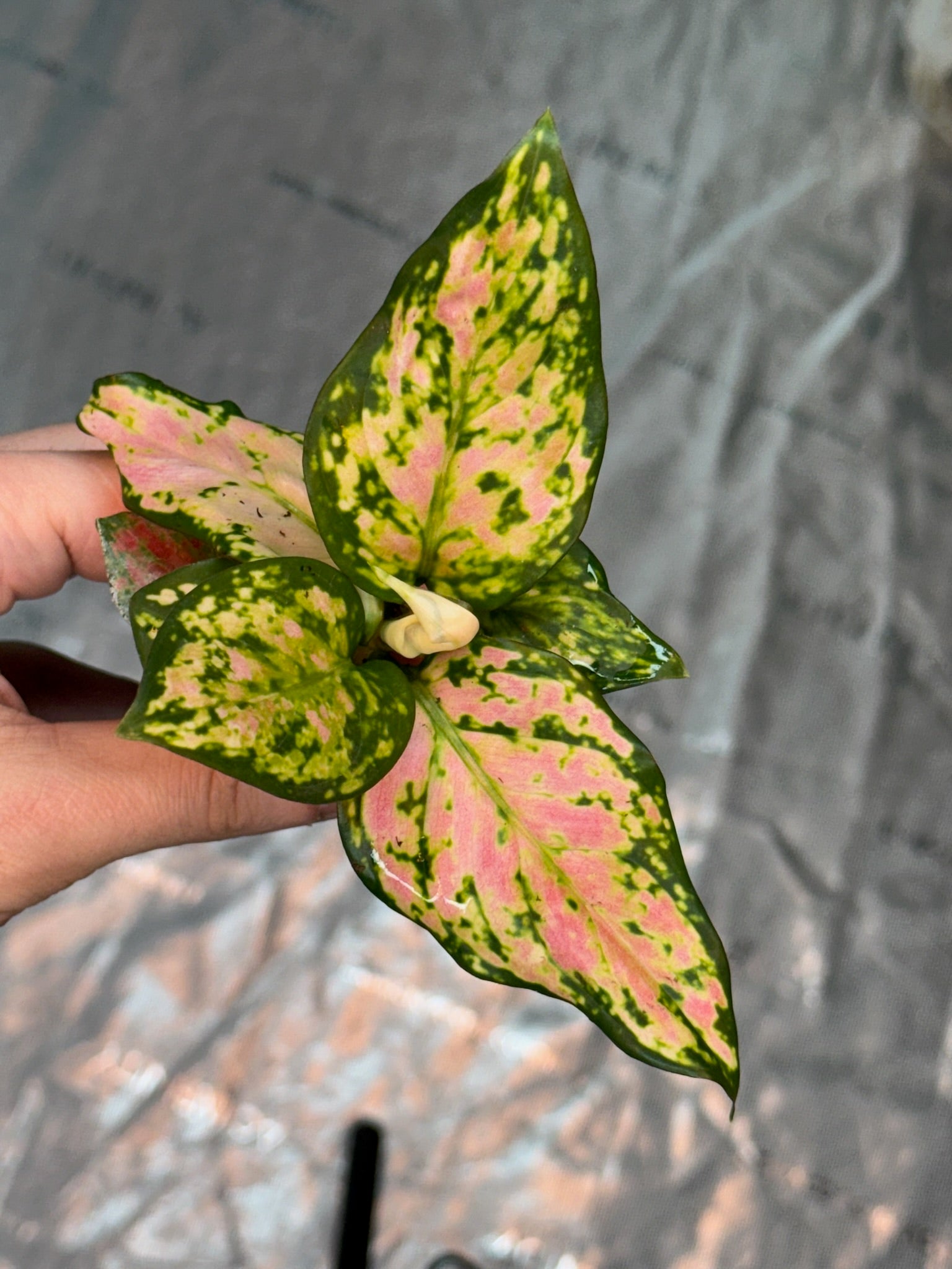 Monthly Plant Box 3 Plants image 9