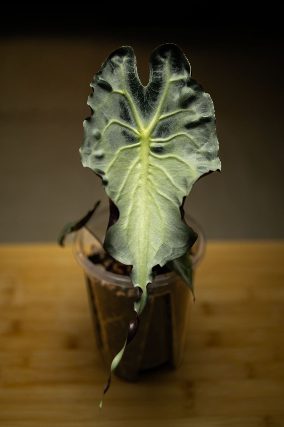 モンステラ・ポトス Alocasia Venom Alocasia venom - 4