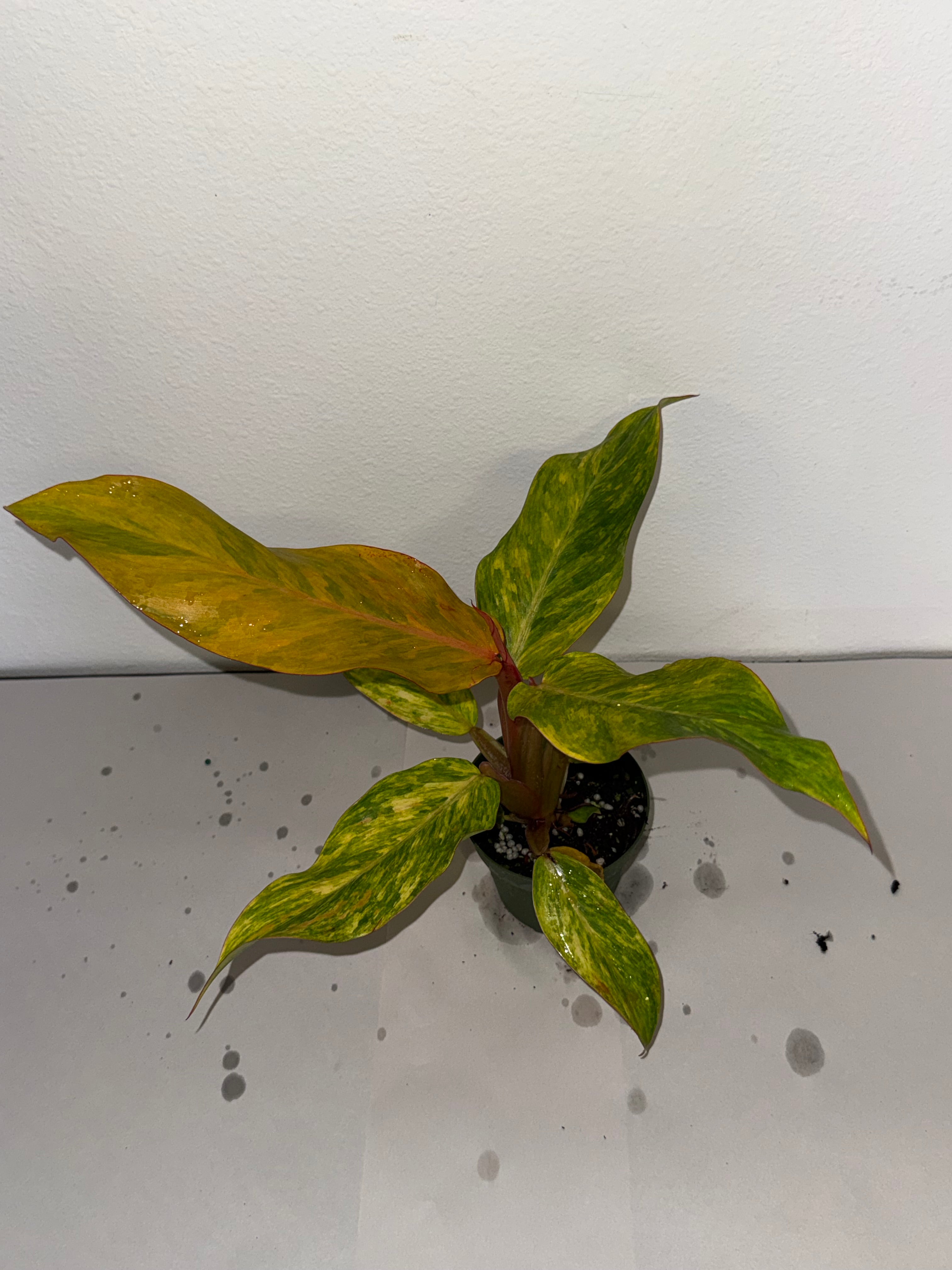 Philodendron Orange Marmalade 4” - Jacksbs