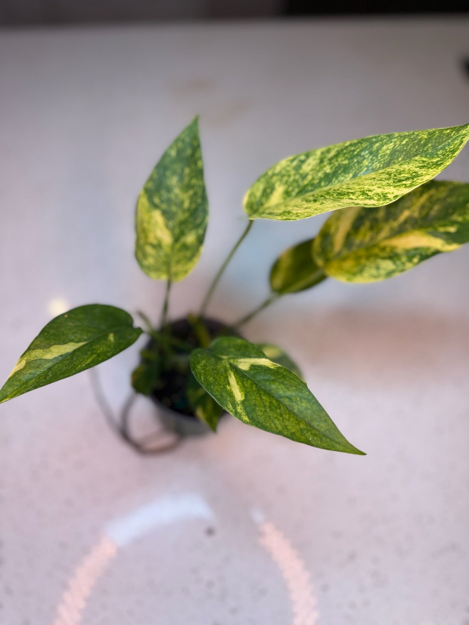 Epipremnum Yellow Flame 4” Grower’s Choice