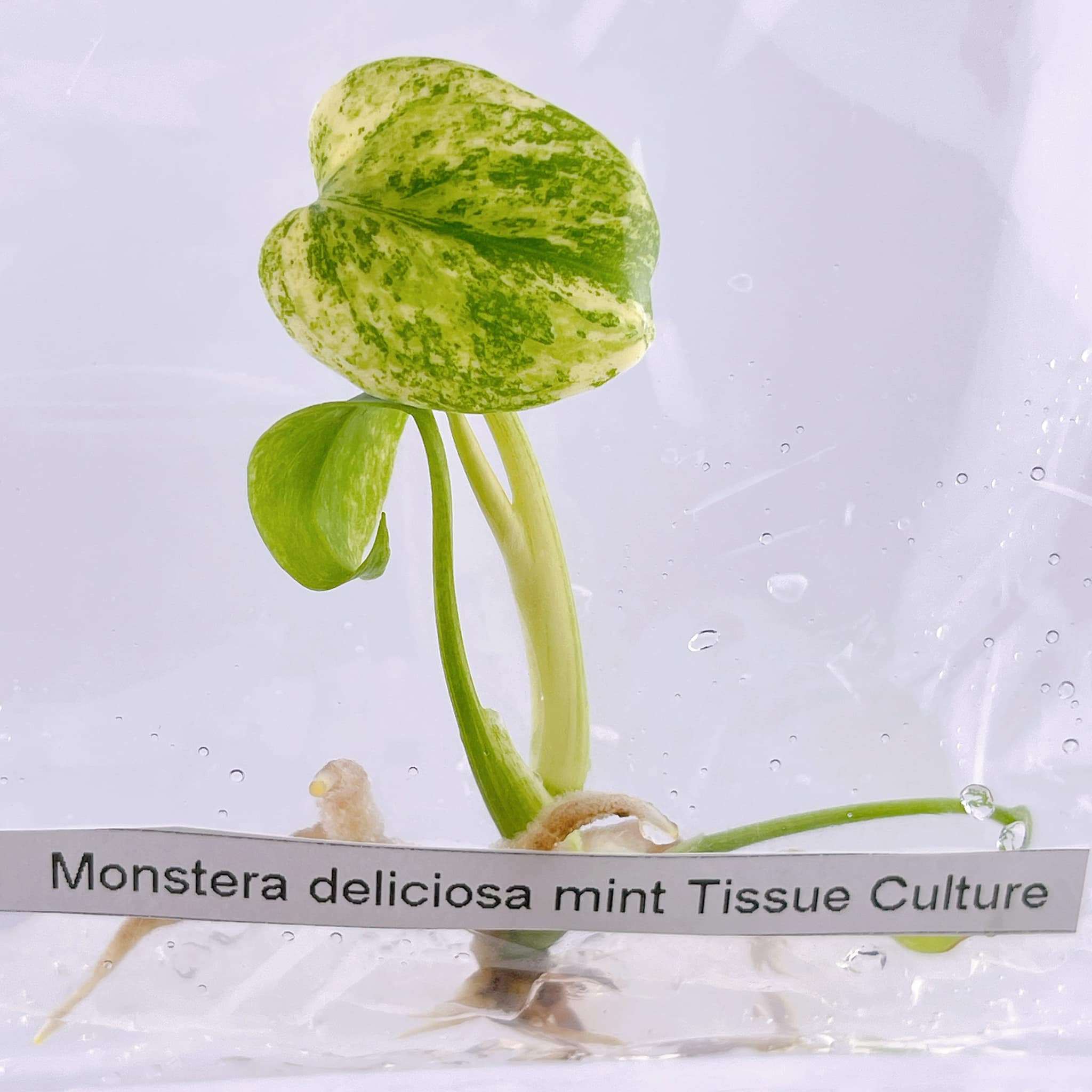 Monstera Mint TC- growers choice image 2