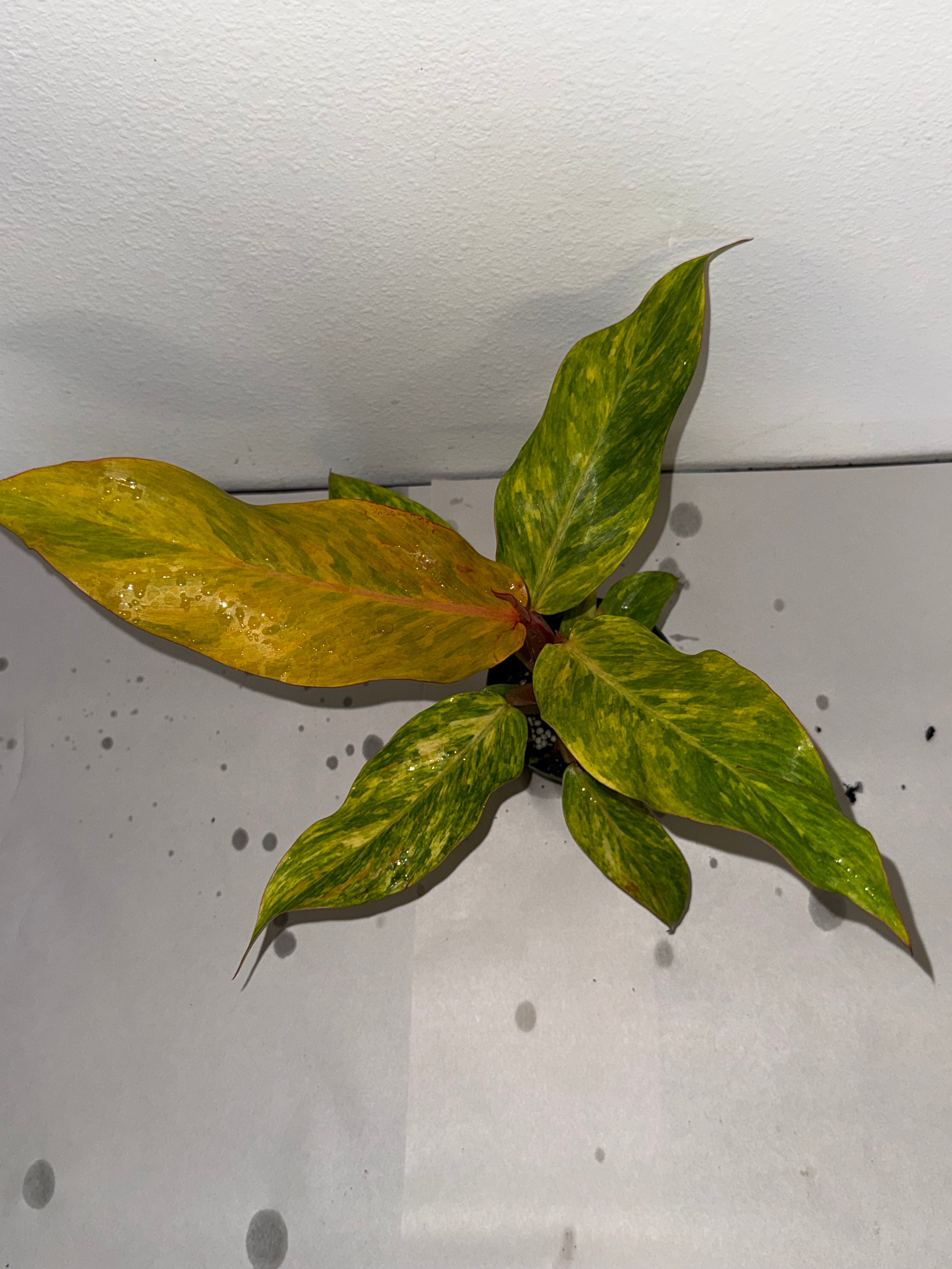 Philodendron Orange Marmalade 4” - Jacksbs