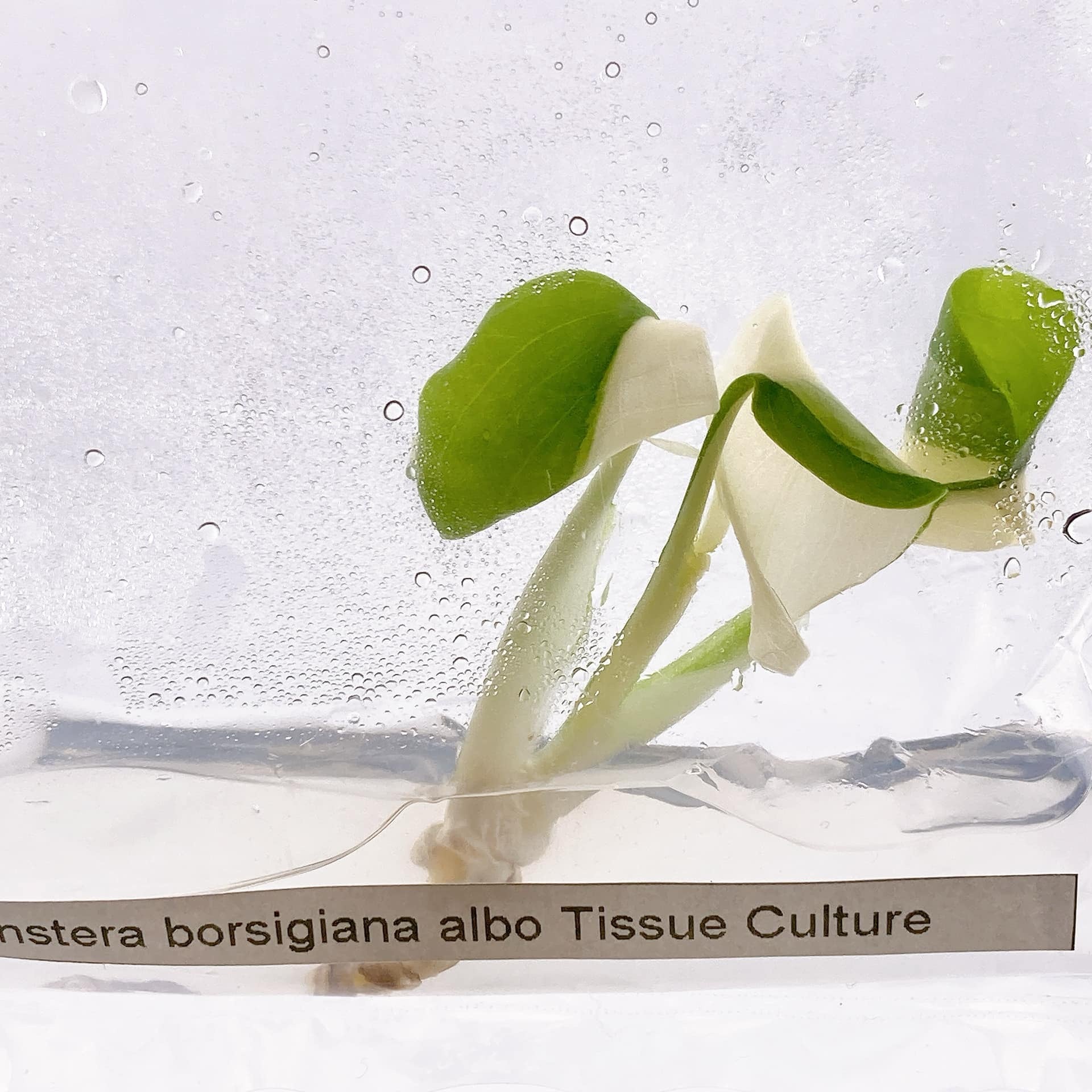 Monstera Albo TC Growers Choice image 1