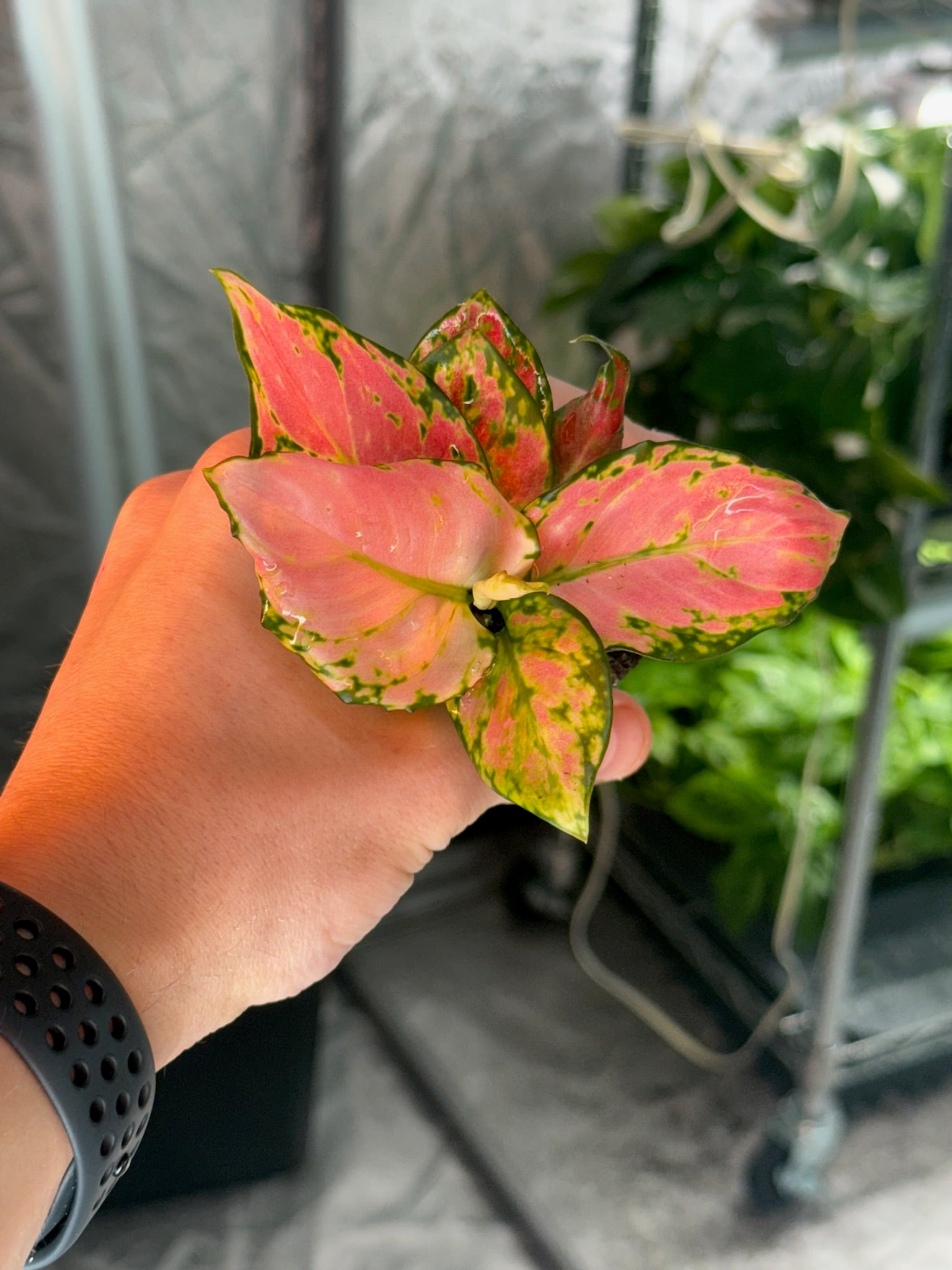 Monthly Plant Box 3 Plants image 8