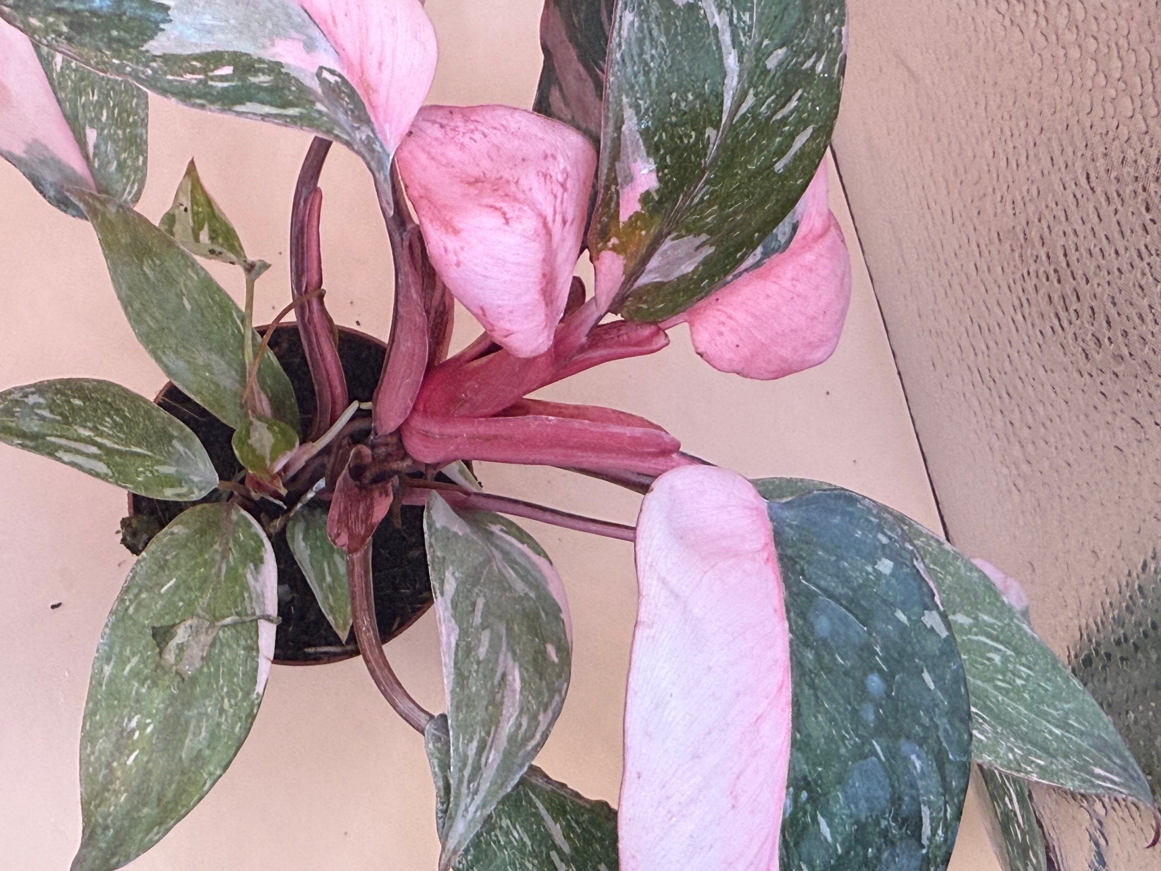 Philodendron Pink Naomi 2" image 1