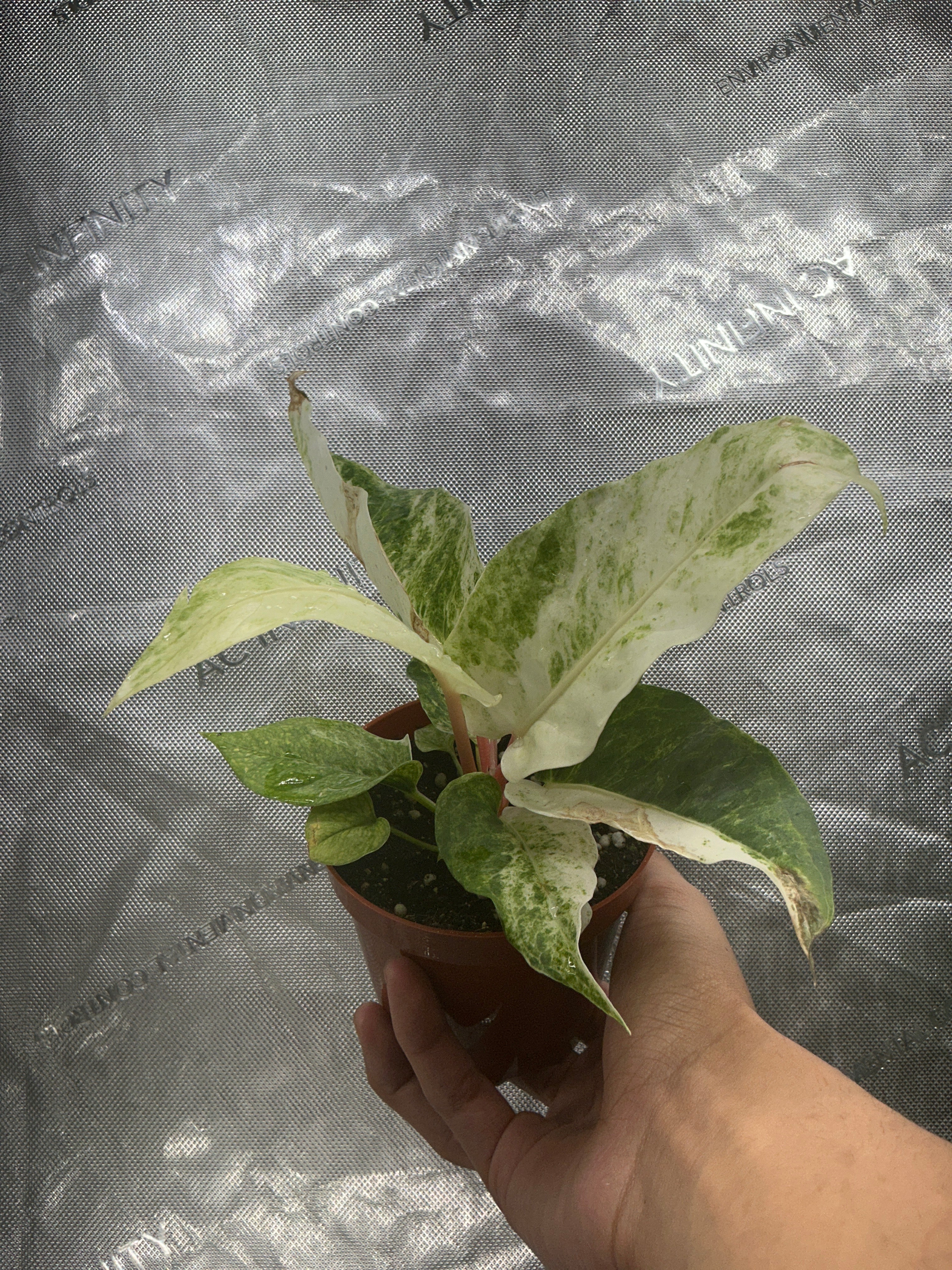 Anthurium Hookeri Variegated 4"