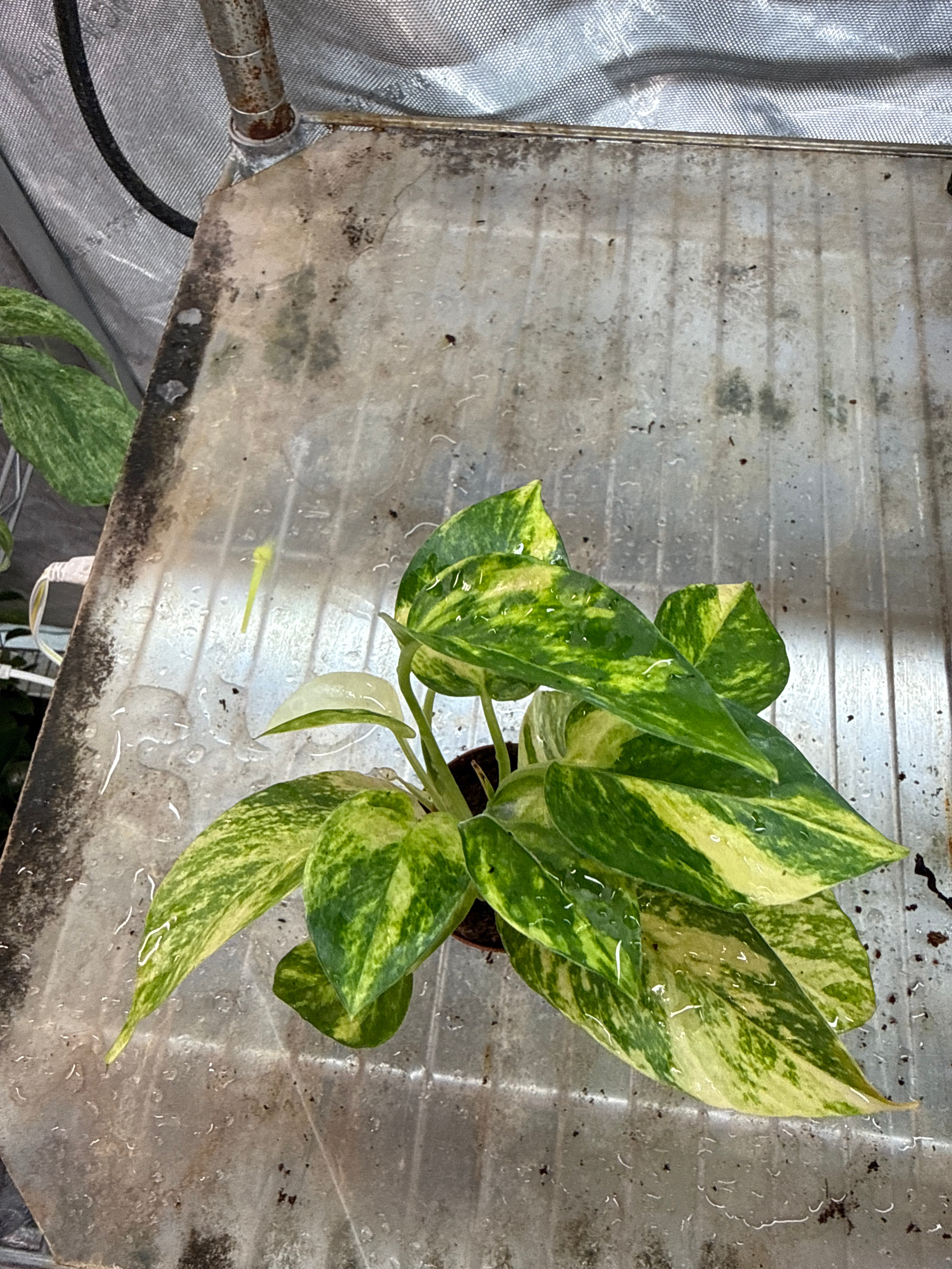 Epipremnum Golden Flame 2”