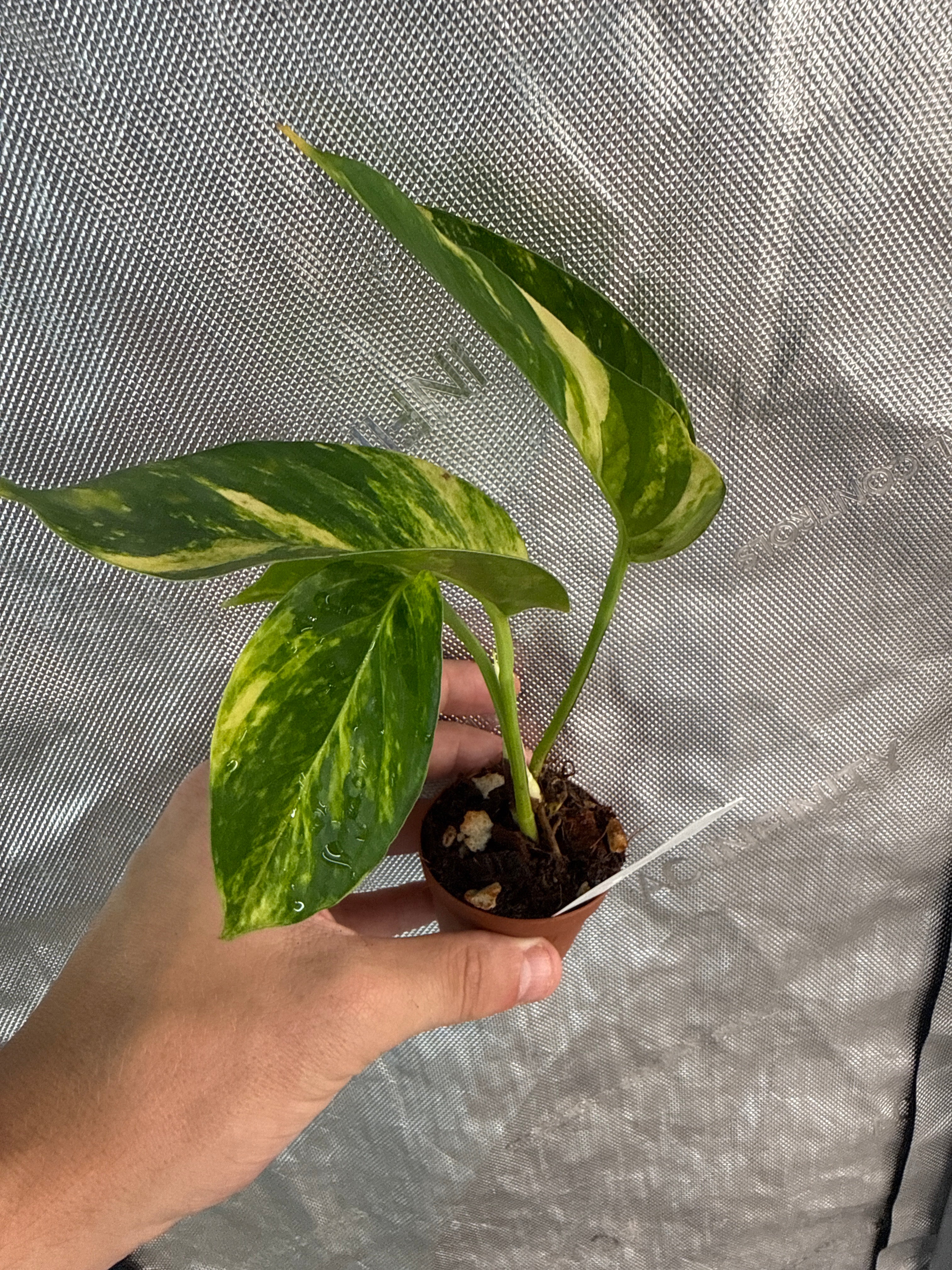 Epipremnum flame 2” Growers choice - Jacksbs