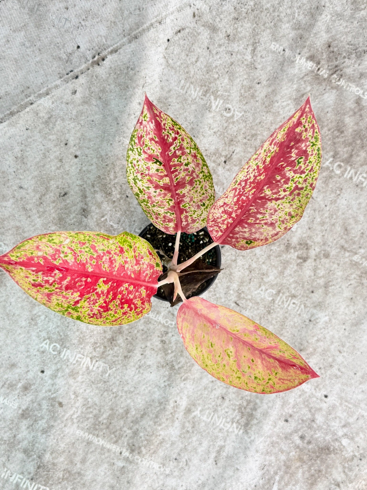 4" Aglaonema Red Legacy