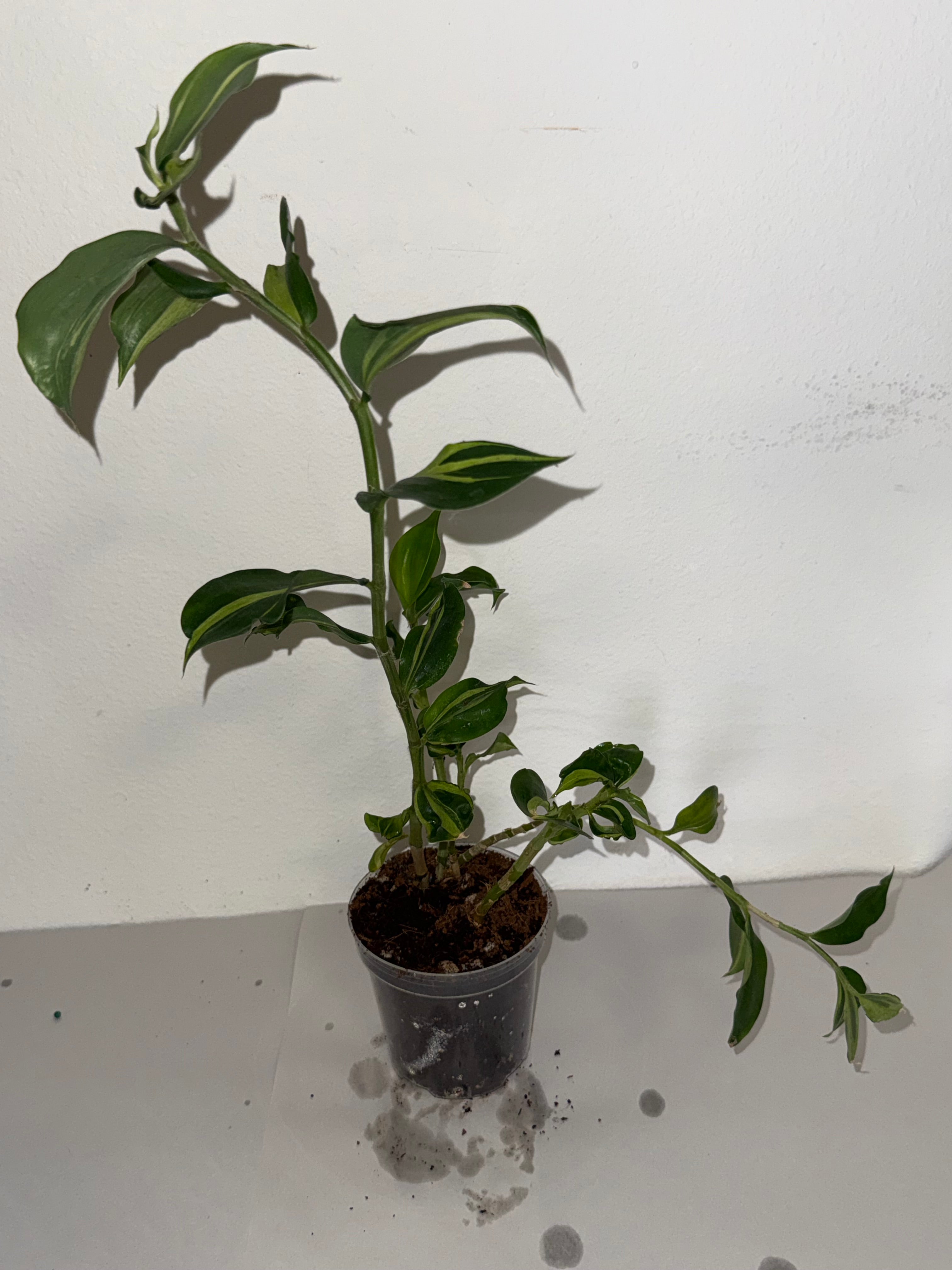 Costus Green Mint 4” - Jacksbs