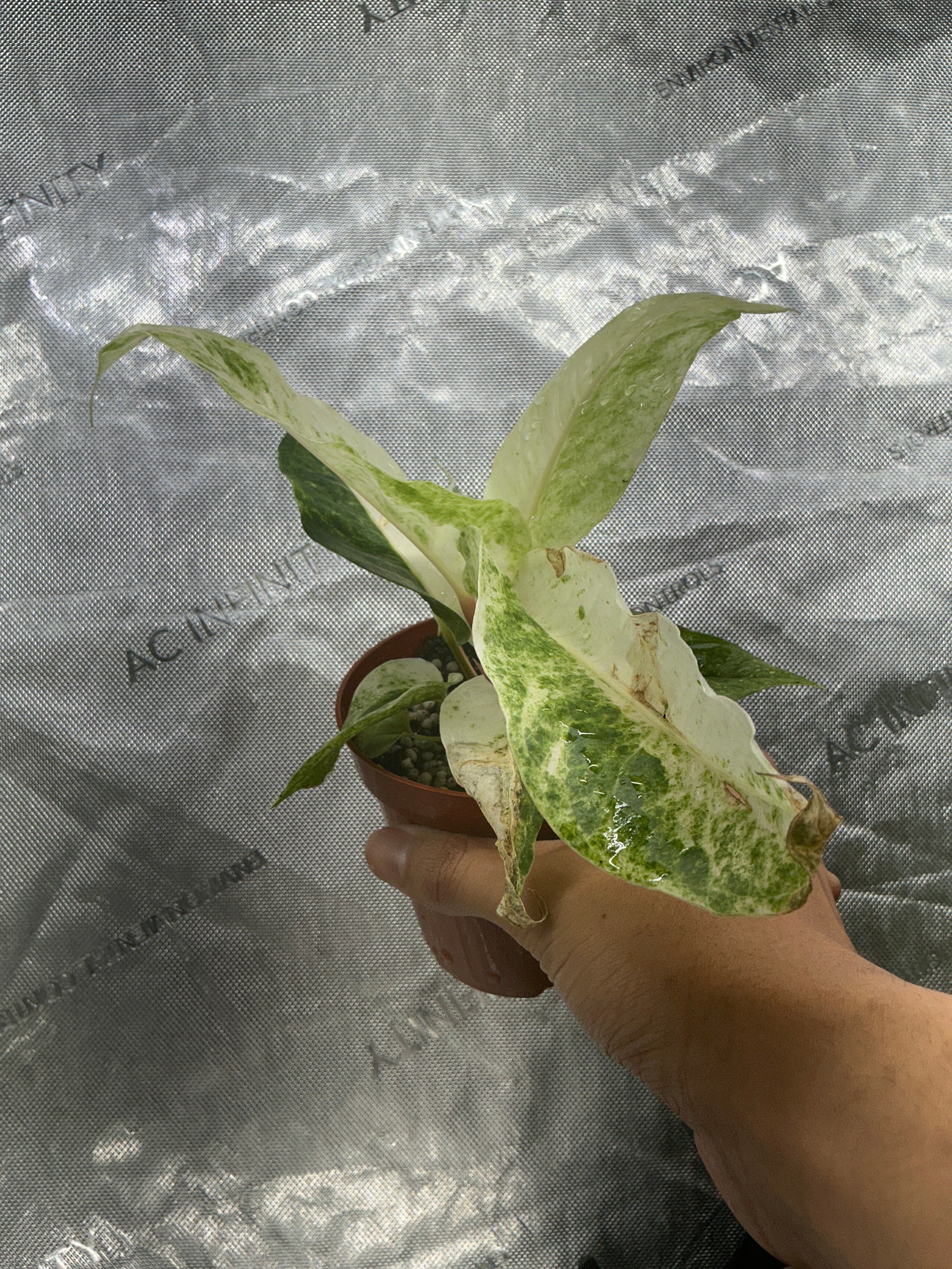 Anthurium Hookeri Variegated 4"