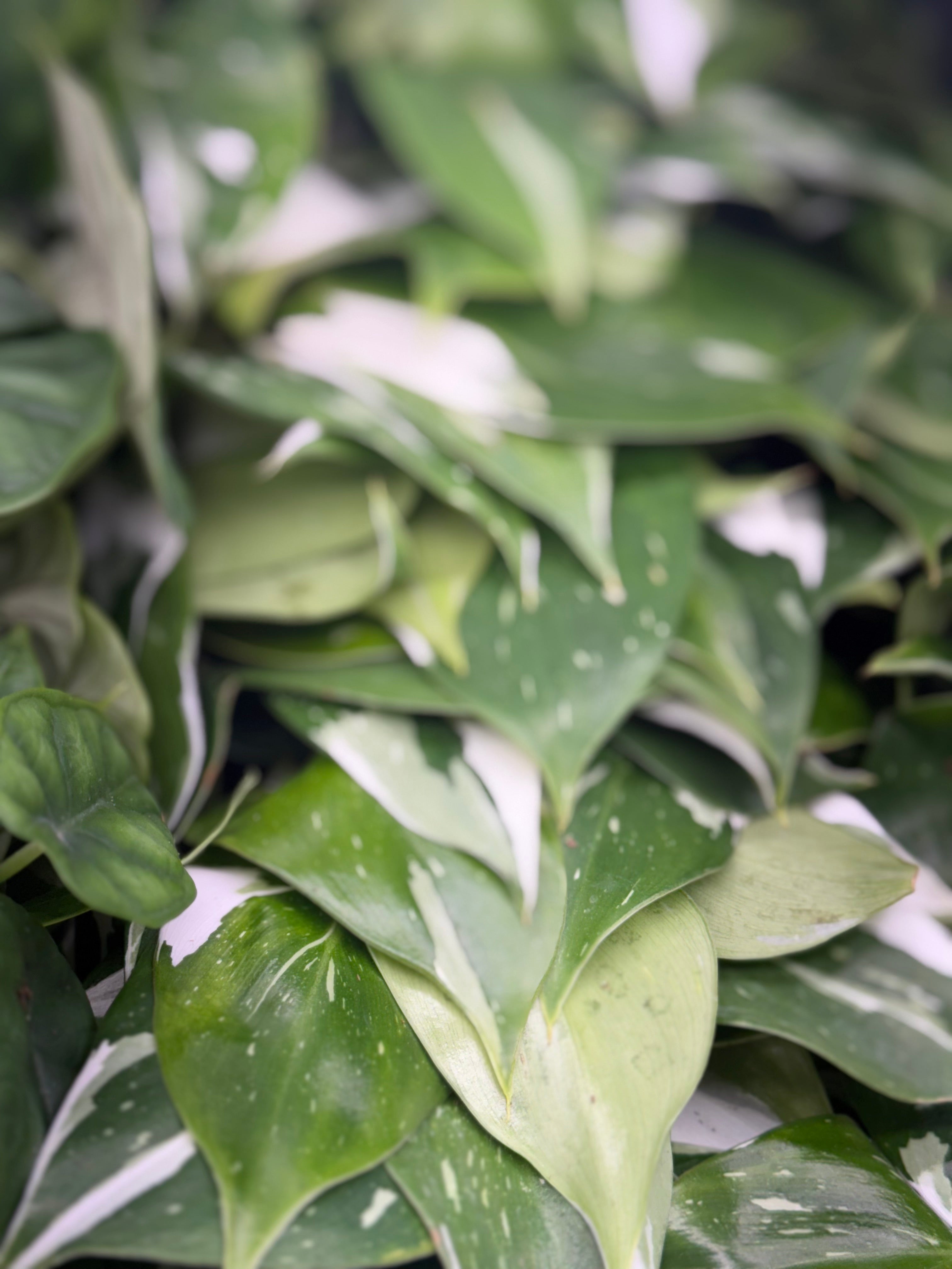 Philodendron Puncata Plug image 1